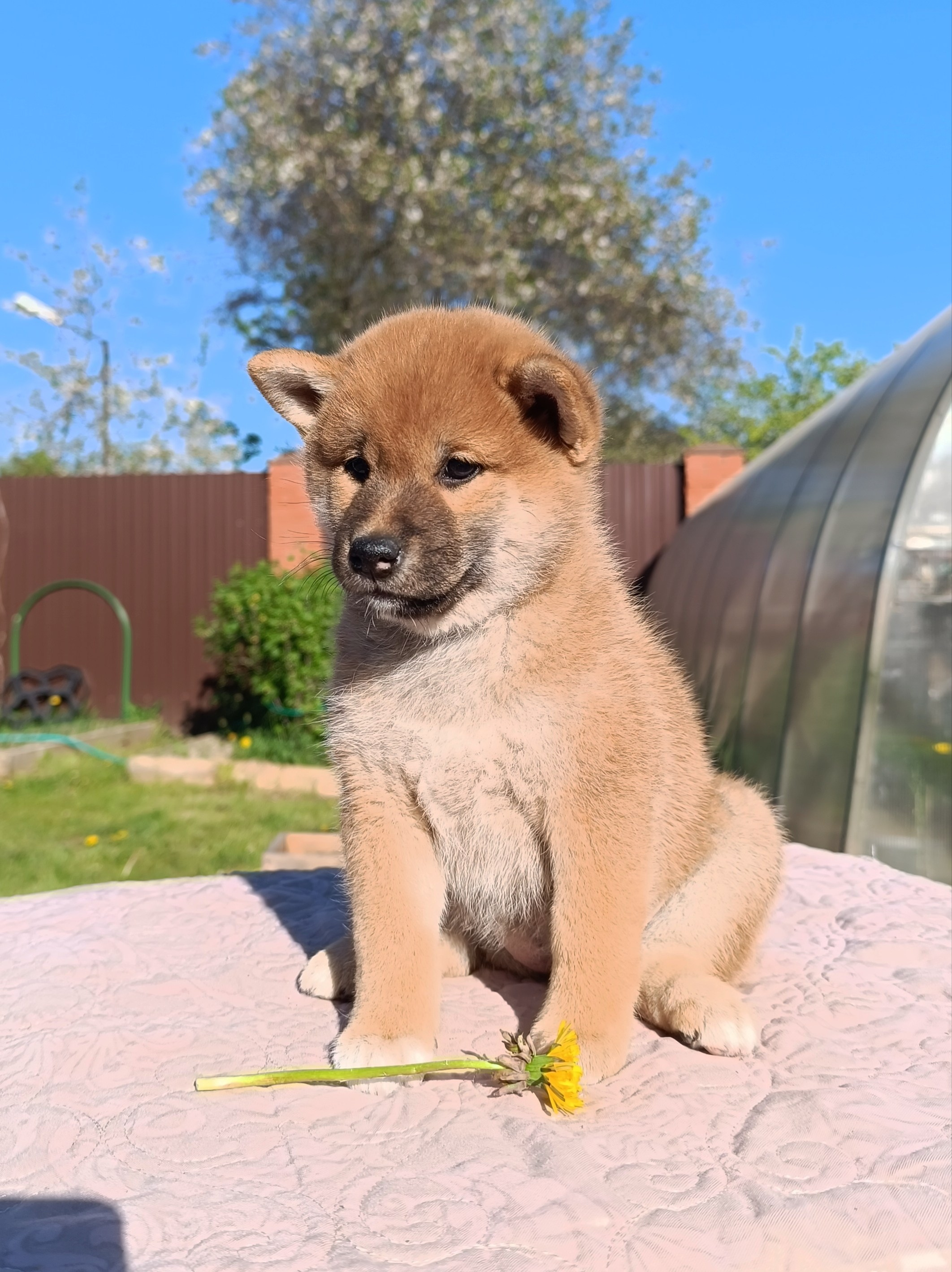 сиба питомник Рубилайт щенки на продажу rubylight  сиба щенки купить СПб Санкт-Петербург