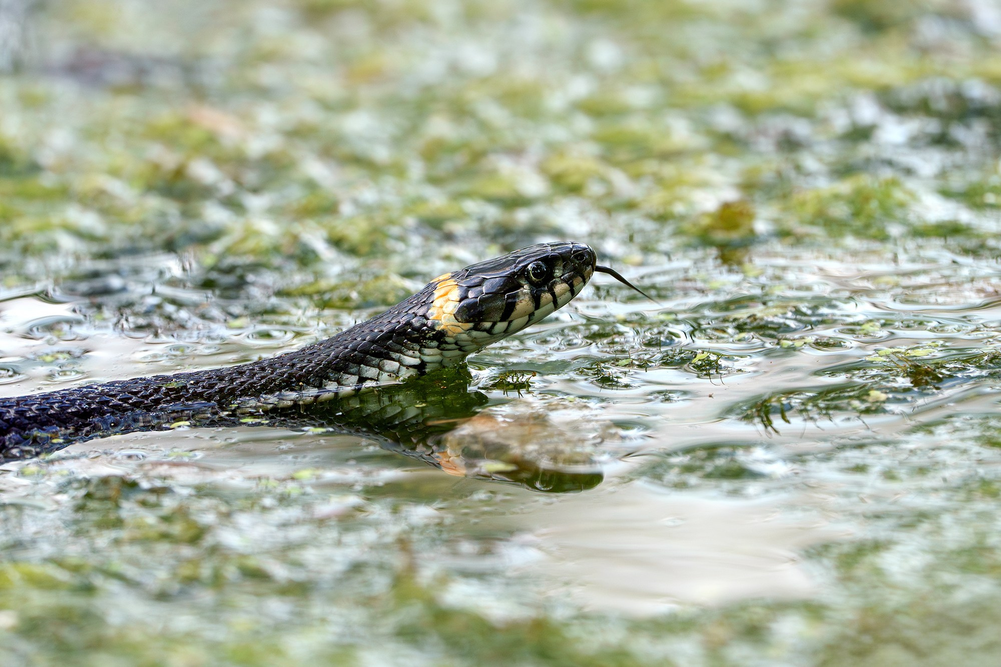Животные. Ваш личный фотограф Марина Волкова