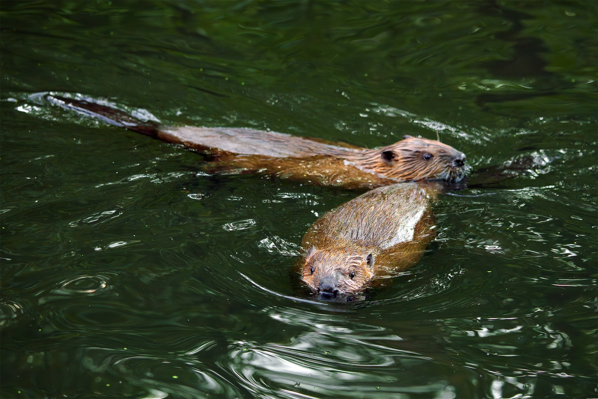 Животные. Ваш личный фотограф Марина Волкова