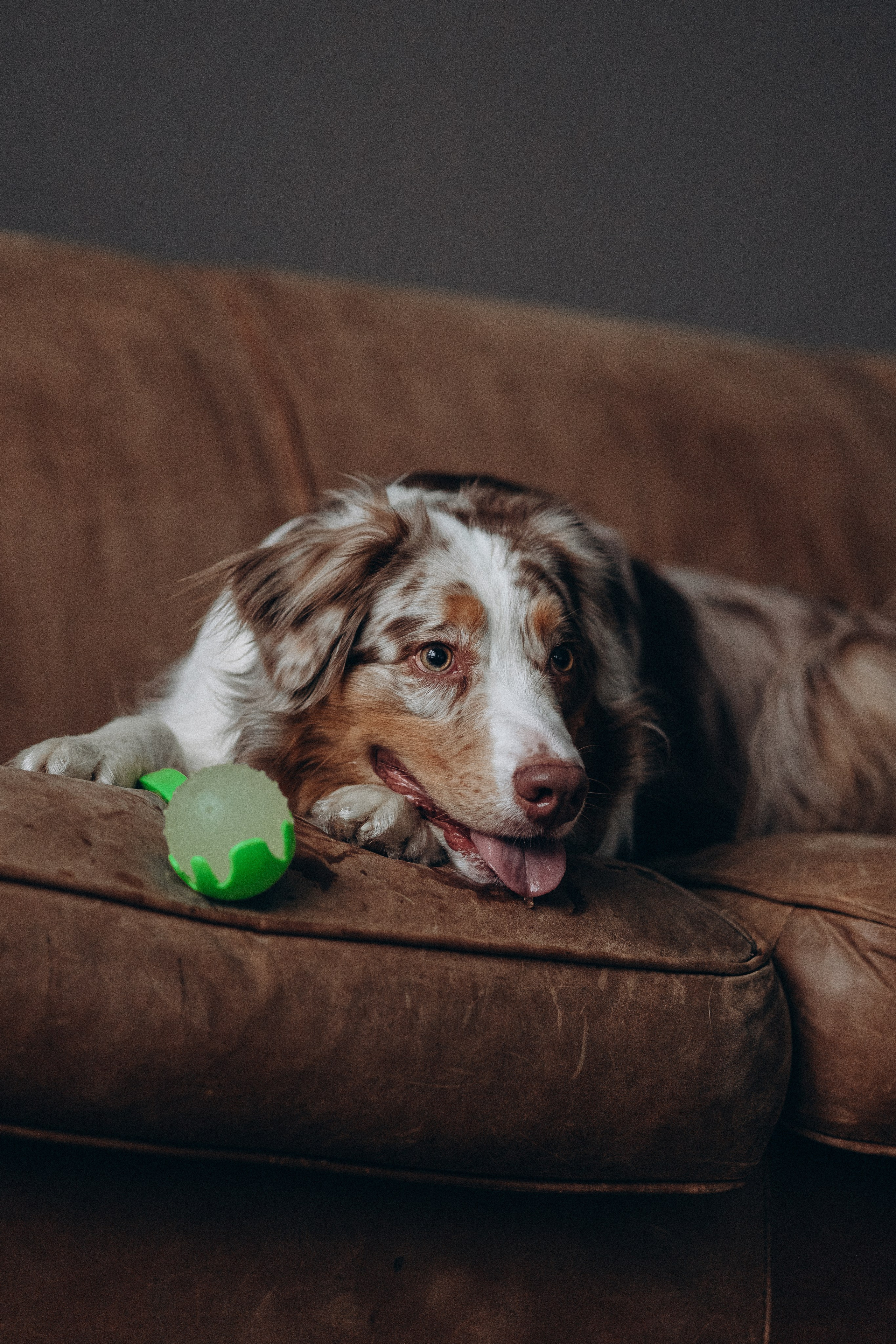 Катапульты. Фотораф — анималист Мария Шистка