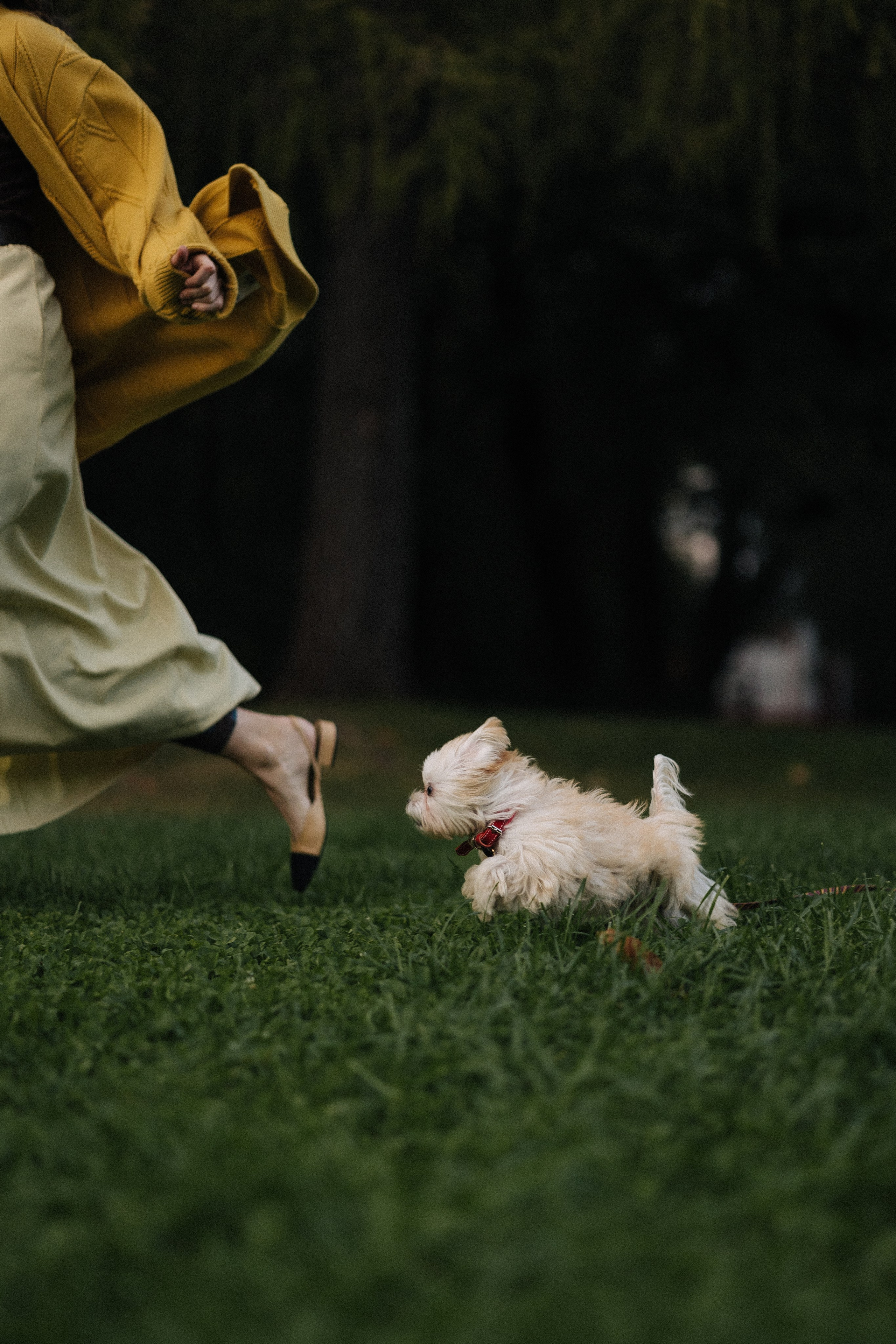 Оля и Бри. Фотораф — анималист Мария Шистка