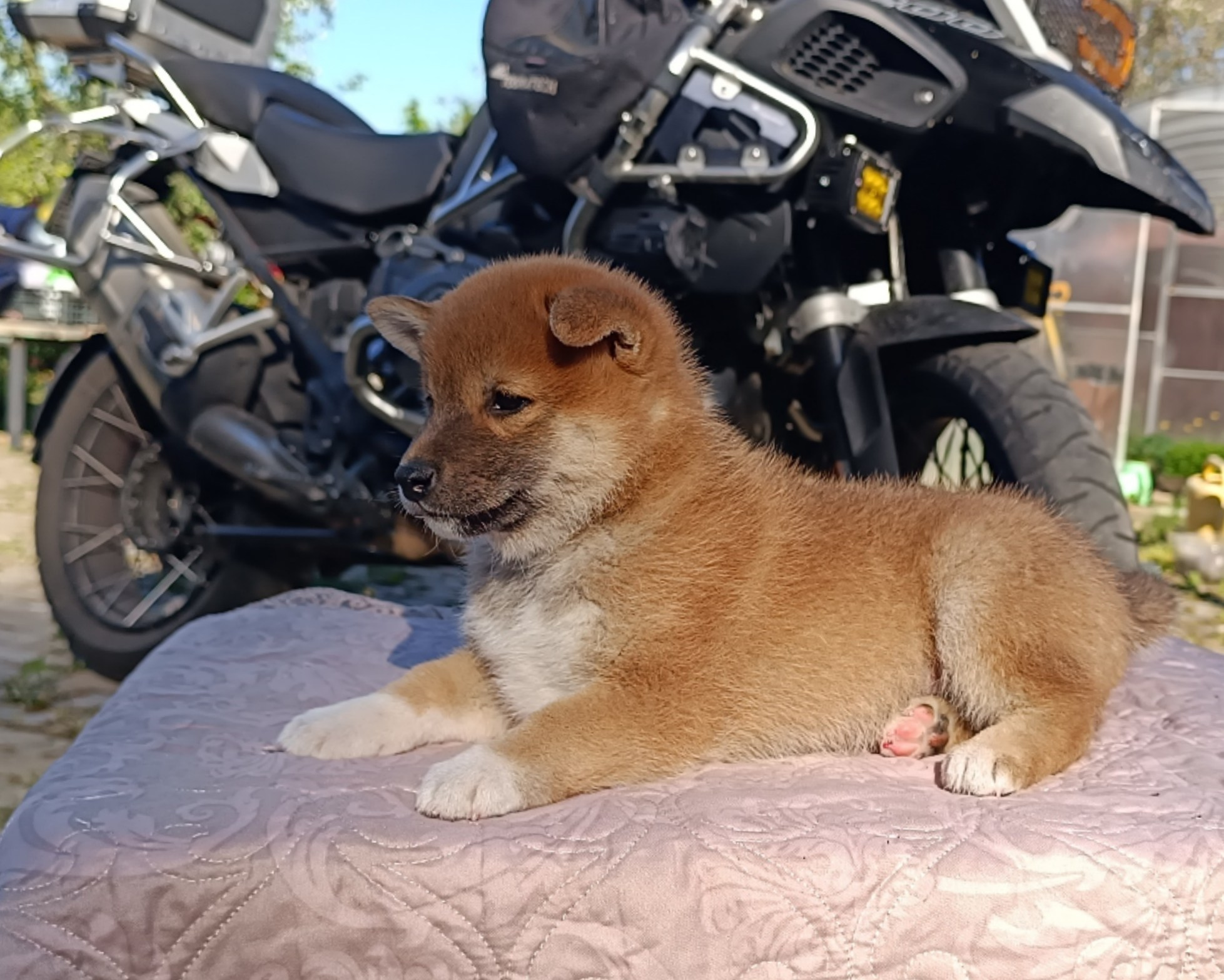 Сиба Rubylight Fumiko питомник Рубилайт