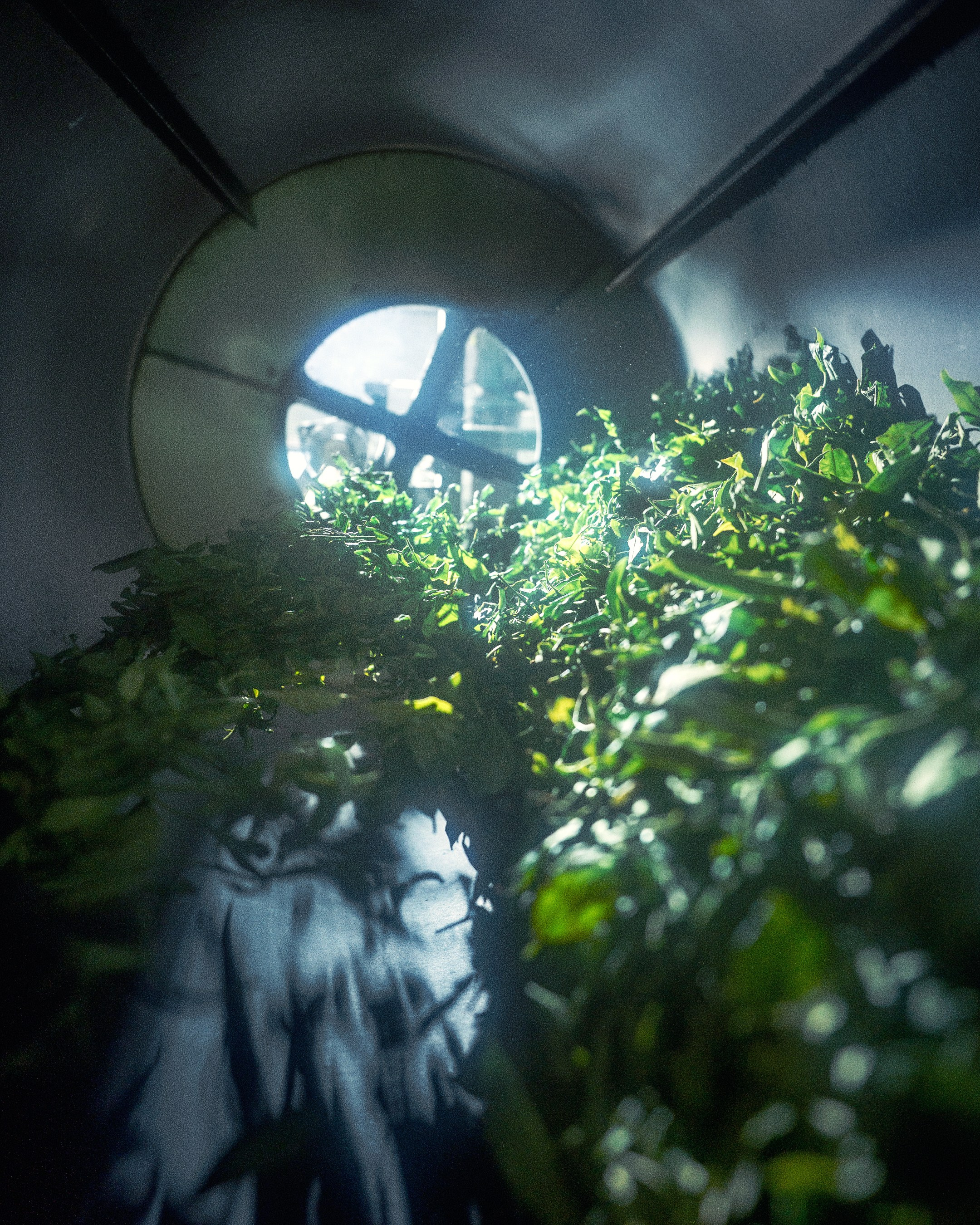 Tea production Moychay, Guria. Андрей Фадеев фото видео Тбилиси