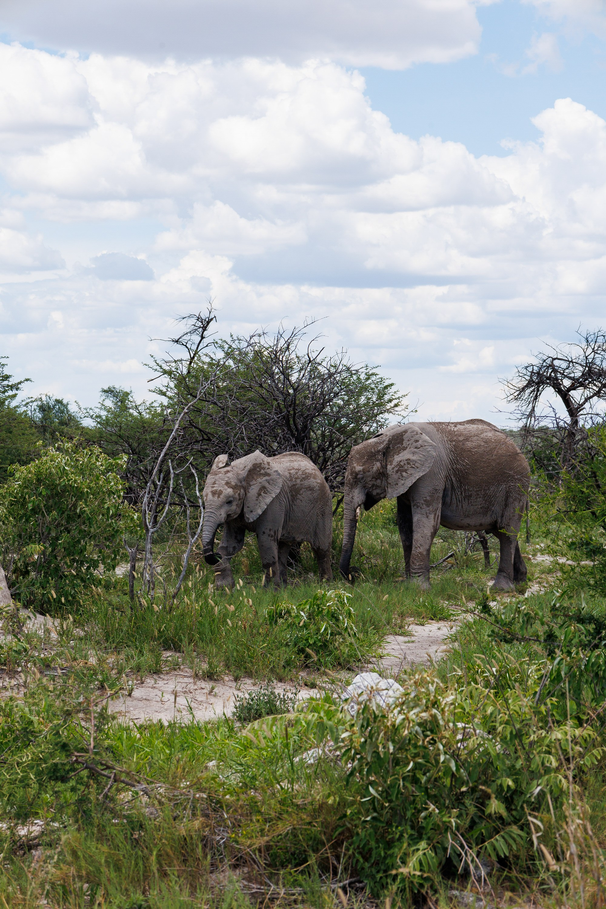 НАМИБИЯ. Роадтрип