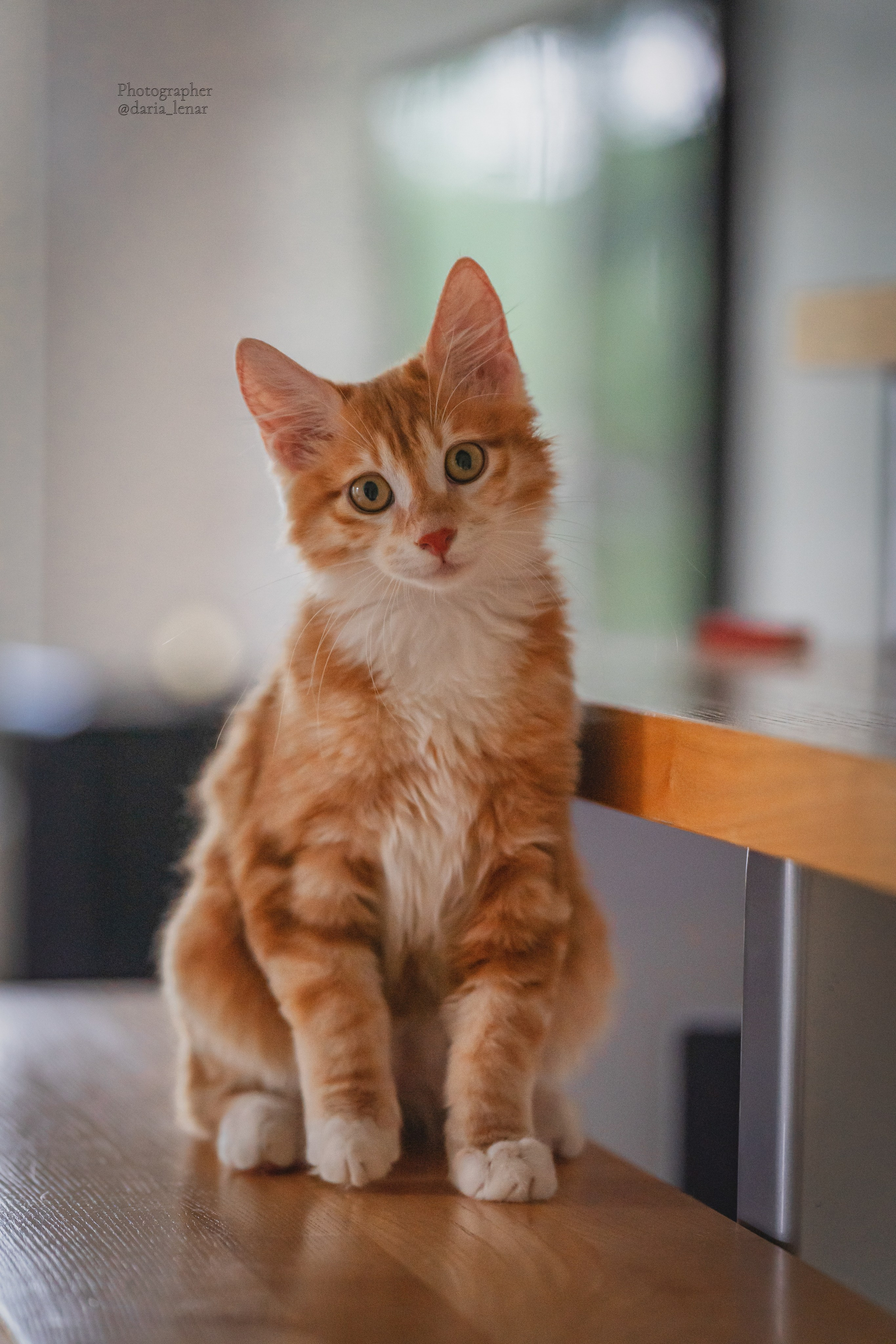 Питомник Курильских бобтейлов. Фотограф в Москве Ленарская Дарья