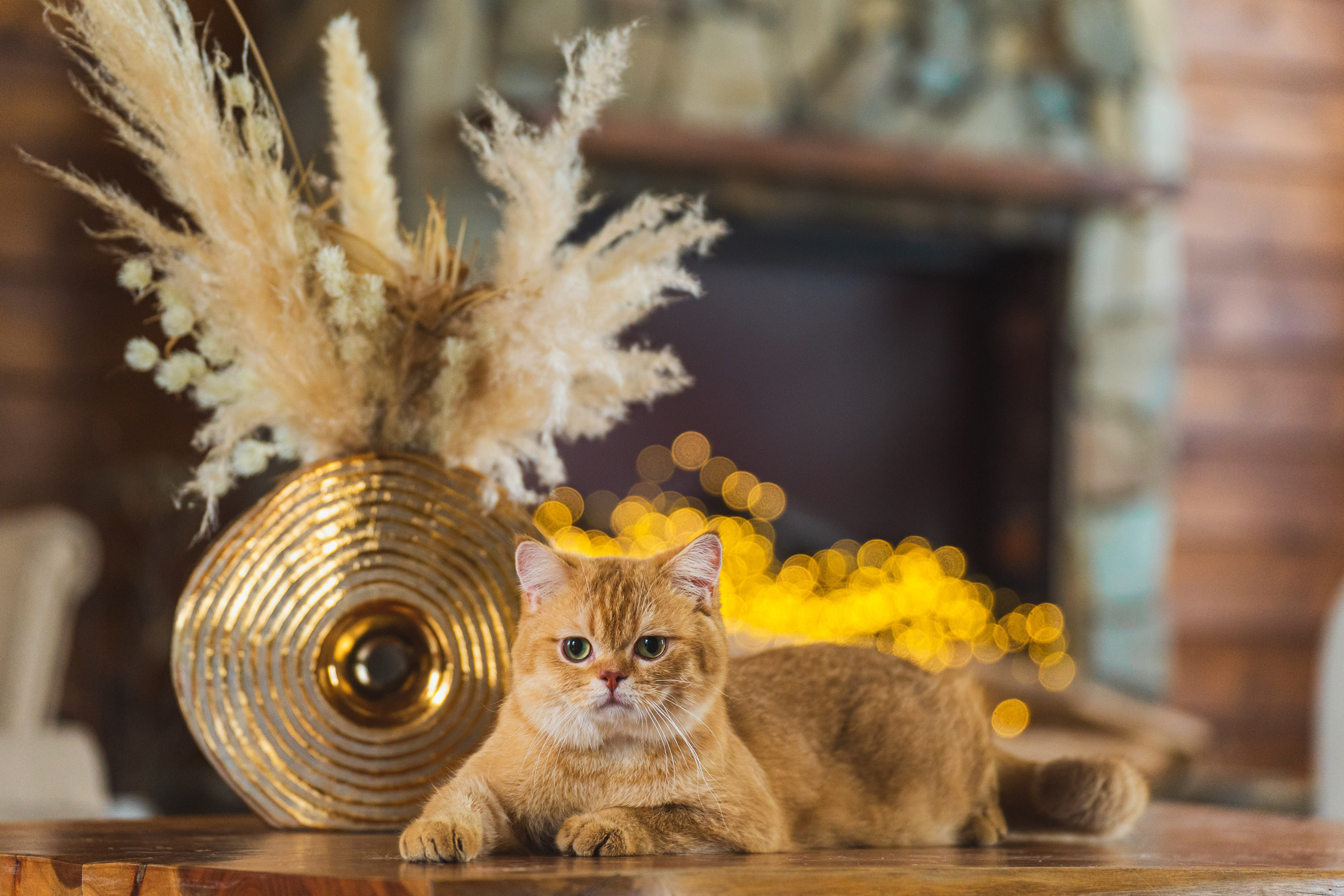 Питомник Шотландских кошек. Фотограф в Москве Ленарская Дарья