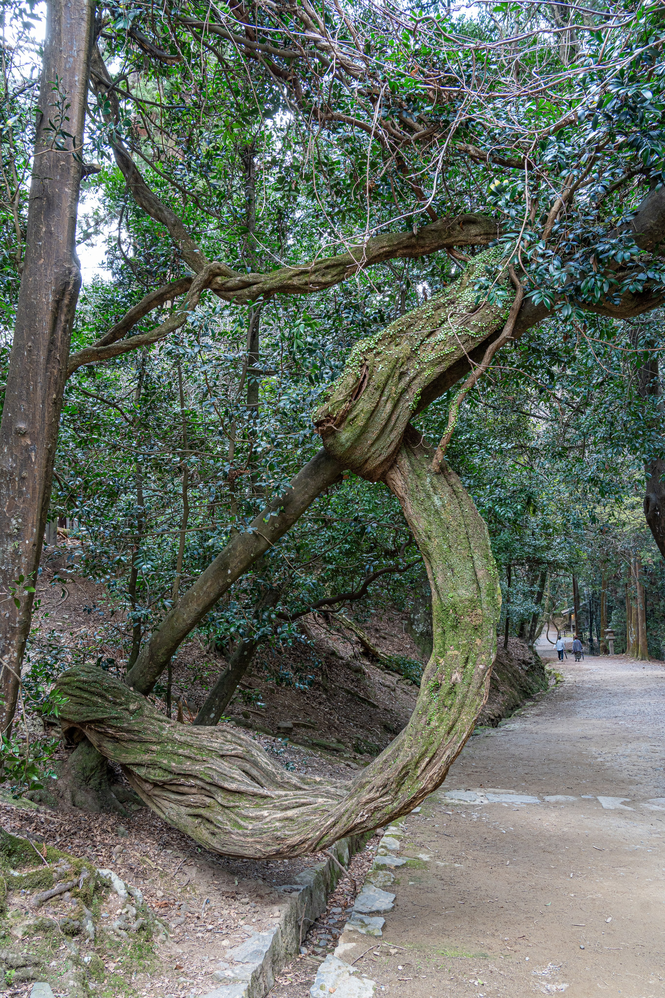 Япония, сакура. Творческие сьемки