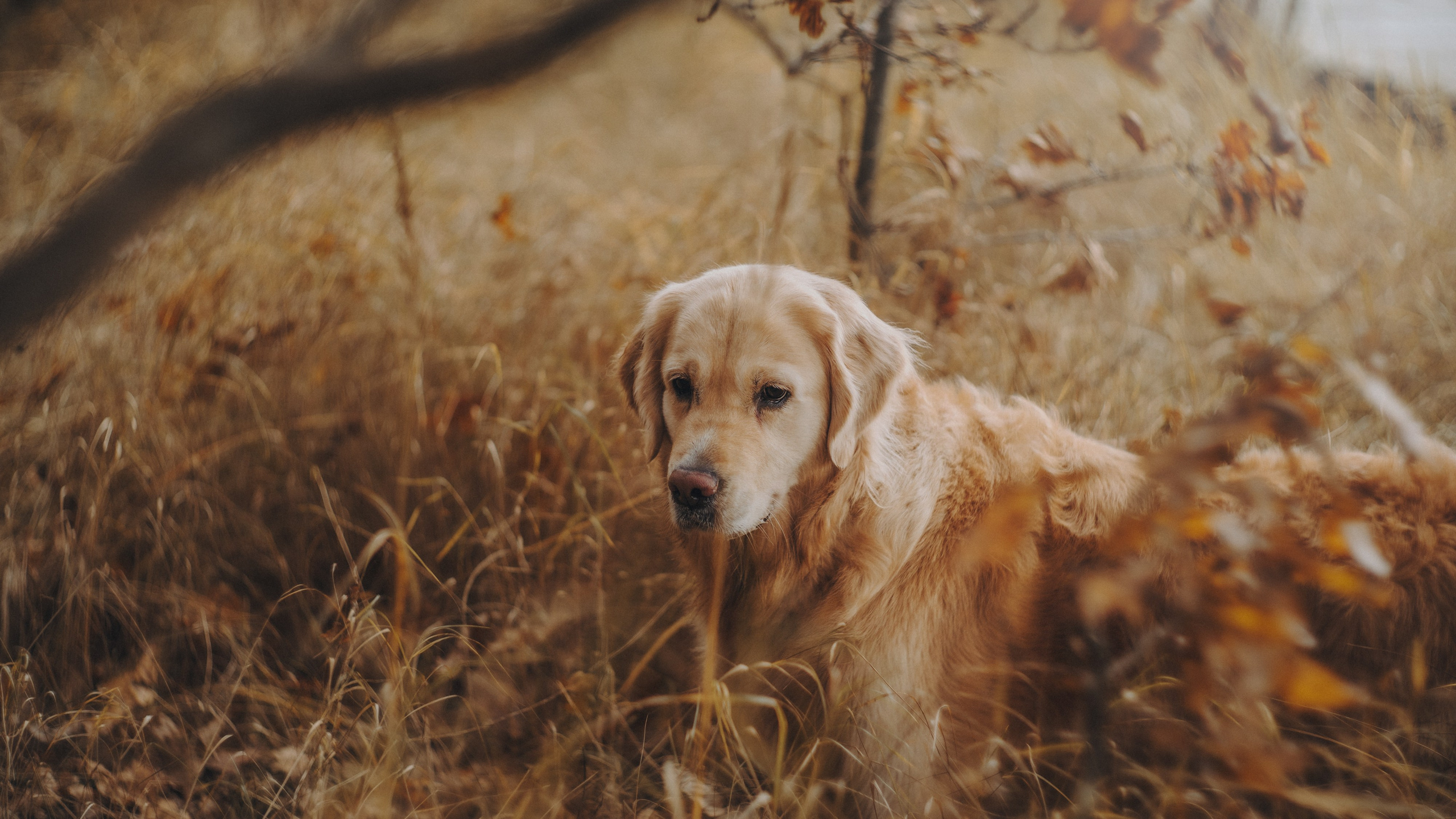 Анастасия и Айза. Фотограф анималист в Москве и Санкт-Петербурге Свиридова Анна