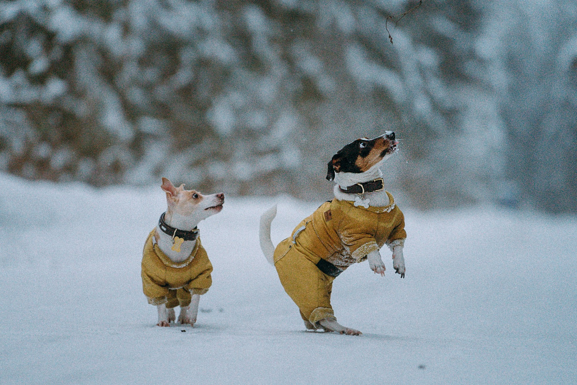 Алина, Ваниль и Элис. Фотограф анималист в Москве и Санкт-Петербурге Свиридова Анна