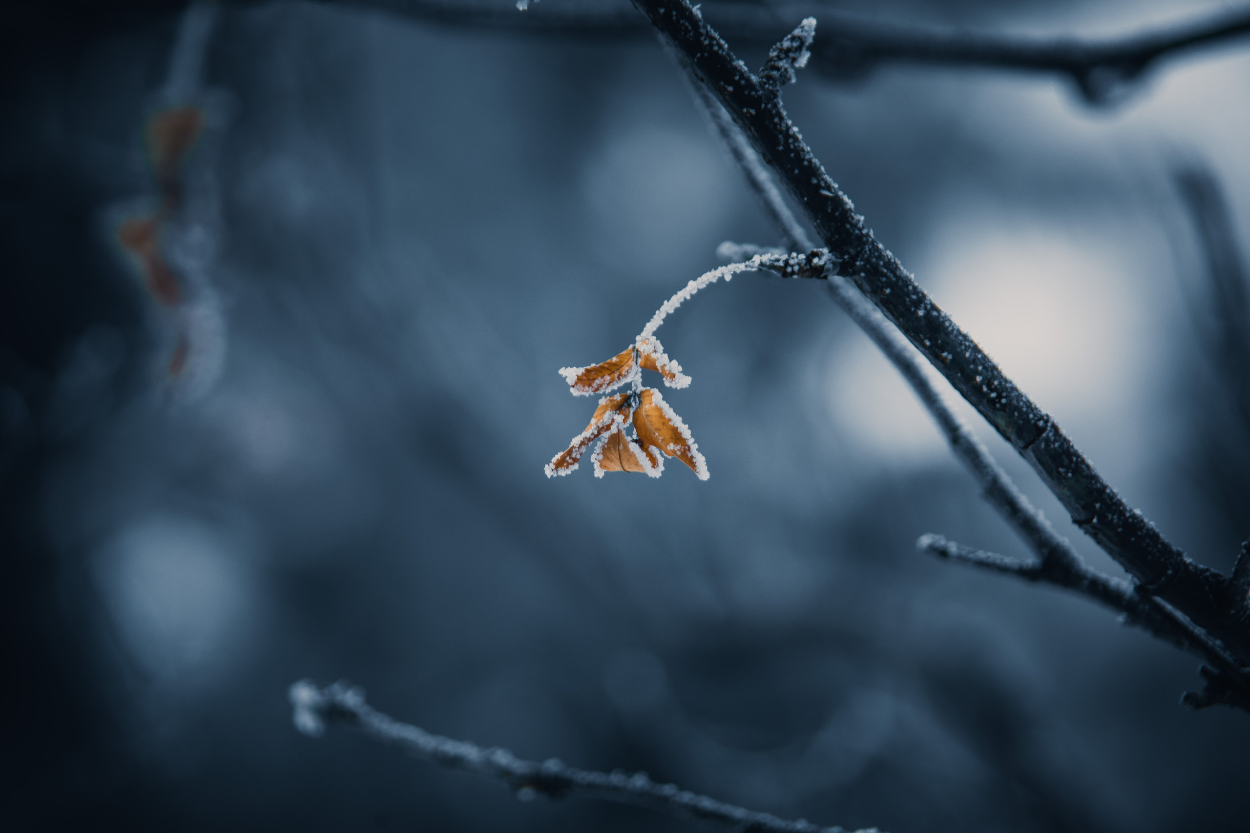 Природа. Darinishna Фэнтези-фотограф Хабаровск