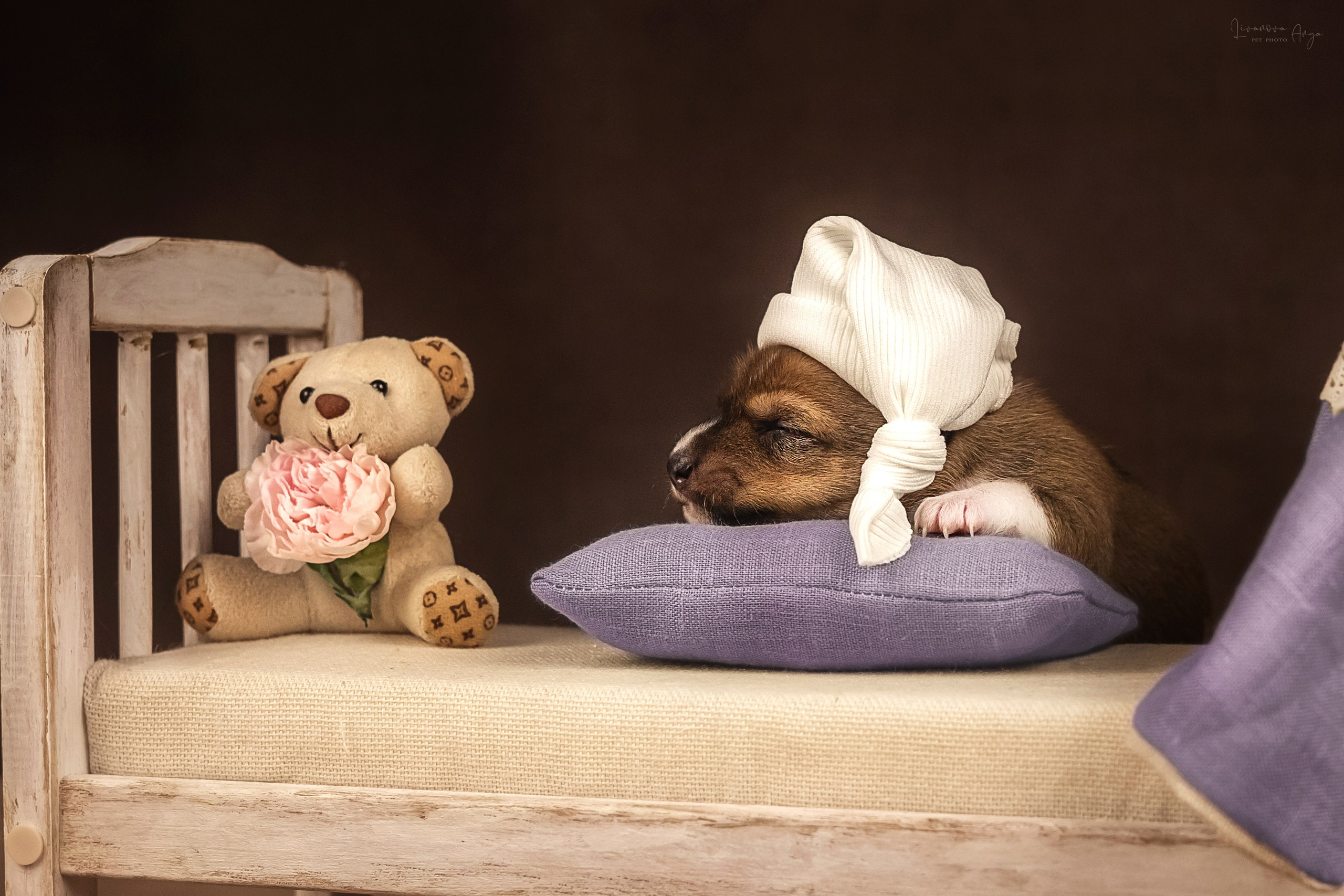 Басеньки. Фотограф анималист Аня Ливанова | Рыбинск