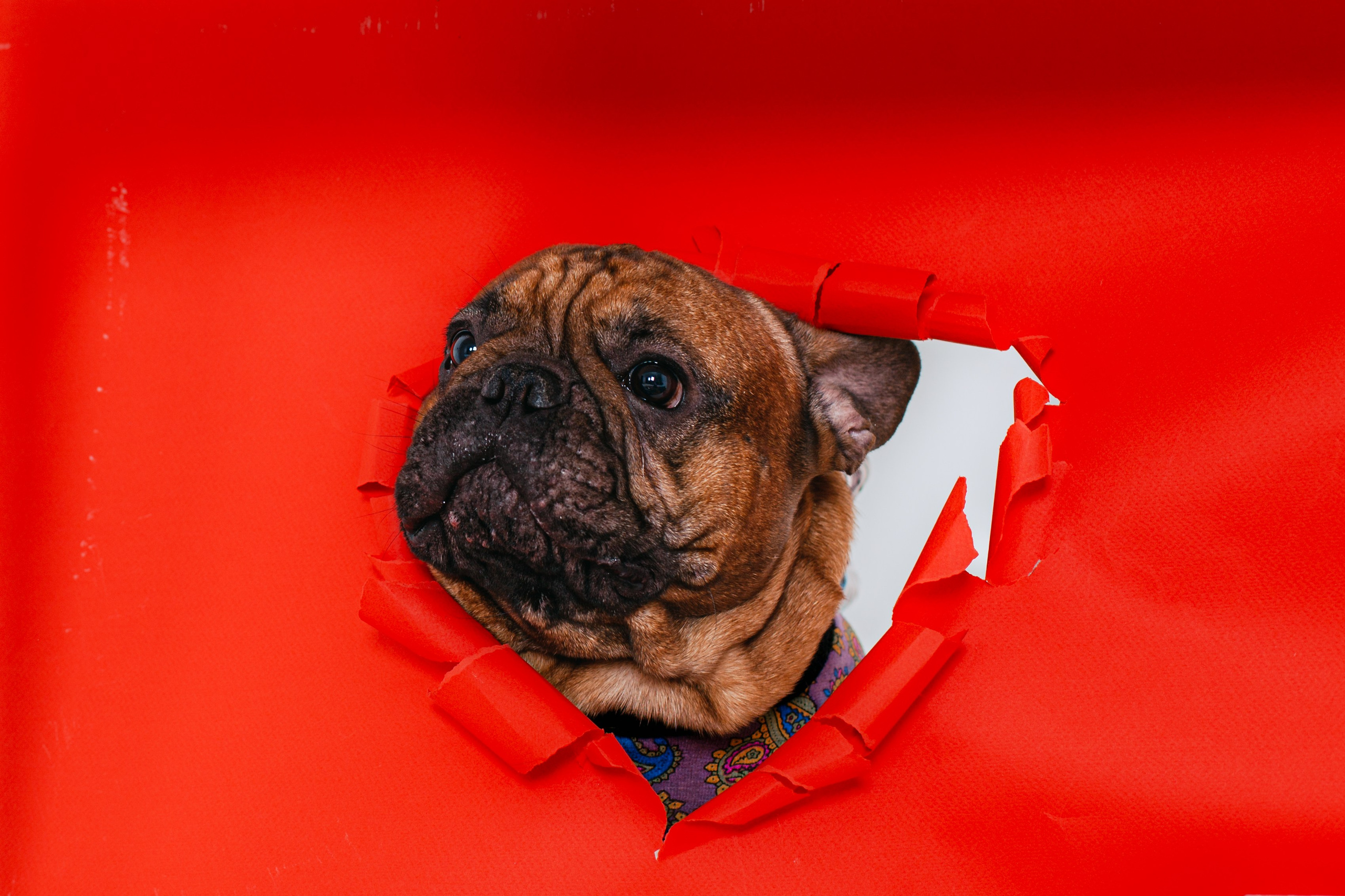 Пижамная вечеринка французских бульдогов и их хозяев. Фотограф-анималист Татьяна Степанова