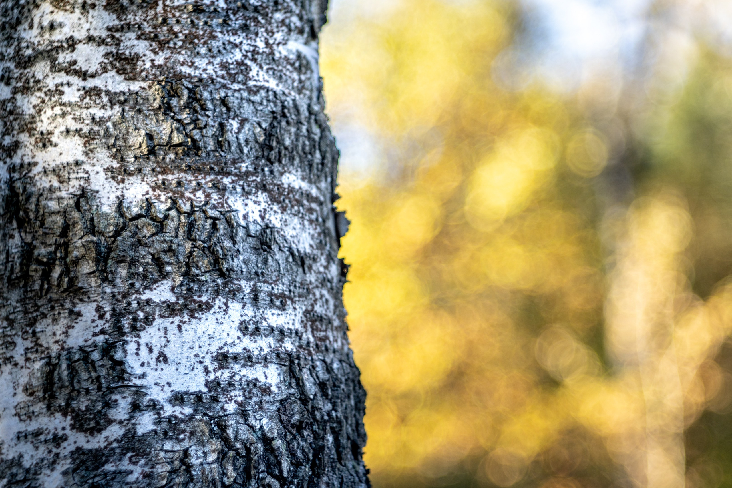 ПЕРЕДЕЛКИНО. ПОБУДЬ ЗДЕСЬ И ЦЕЛЕЕ БУДЕТ ЭТОТ МИР