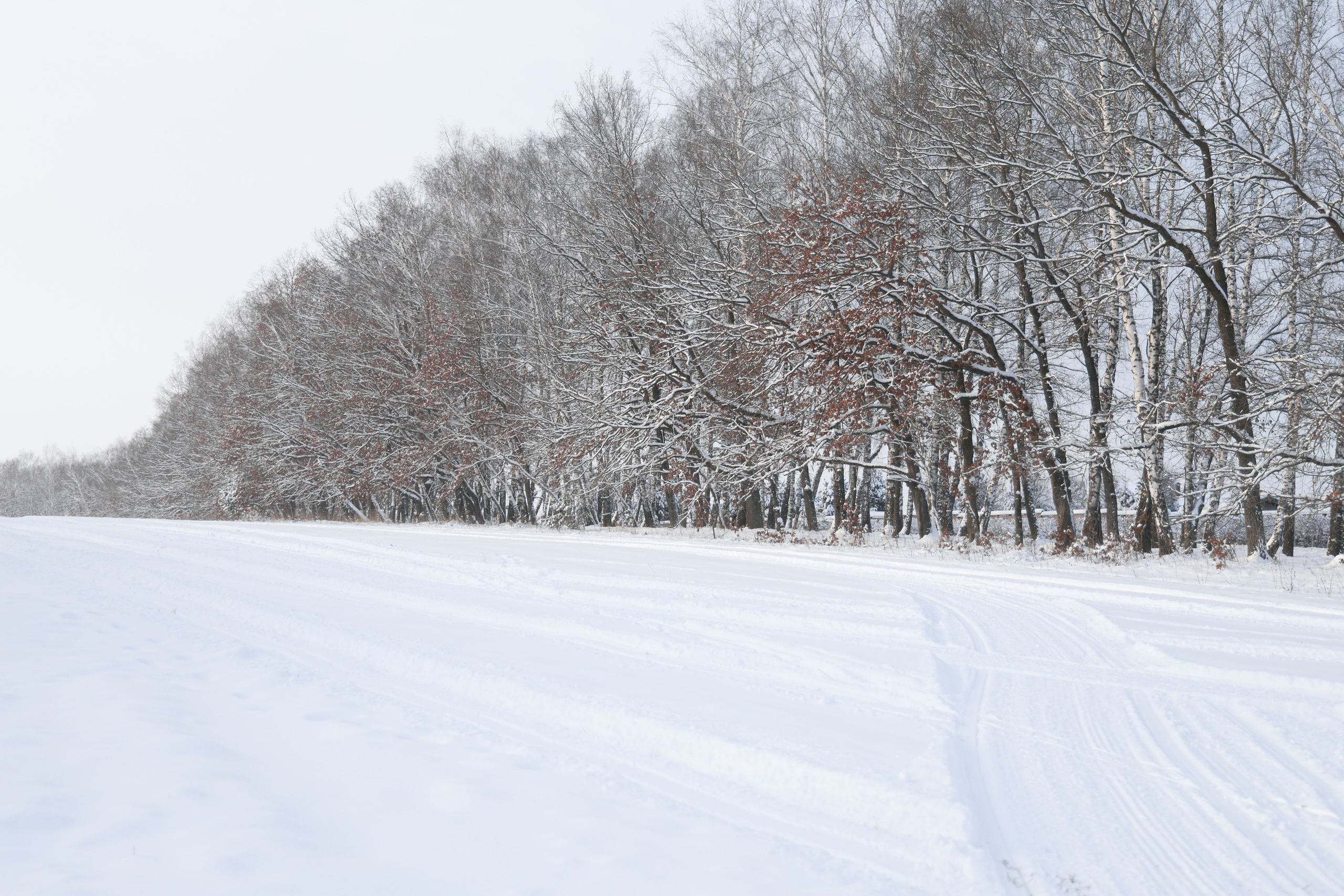 Рождествено Зима 2026. Фотограф Максим Татаринов