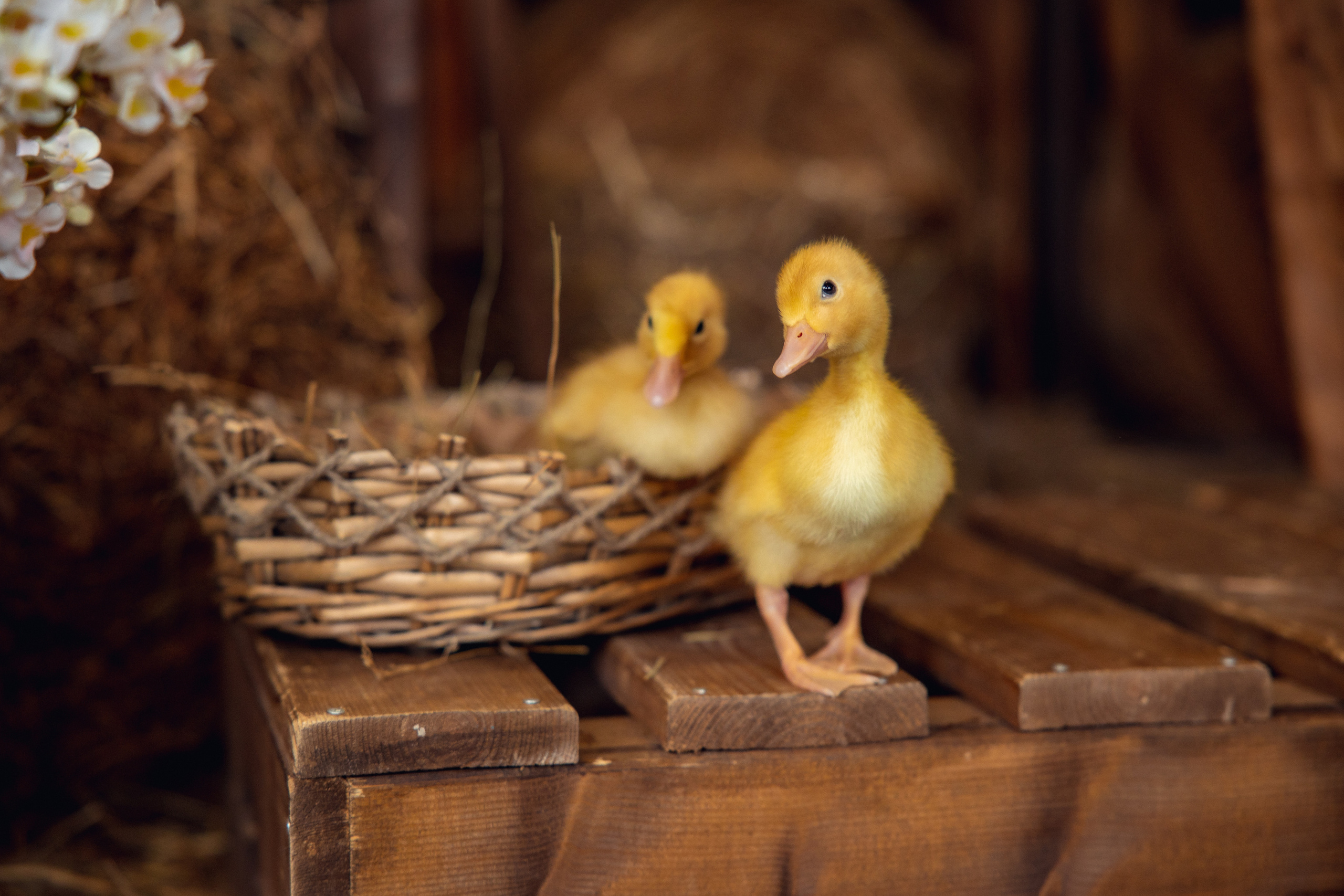 Годик Сашеньке. Дарья Бухреева — фотограф, видеограф и фототерапевт. Москва и мир