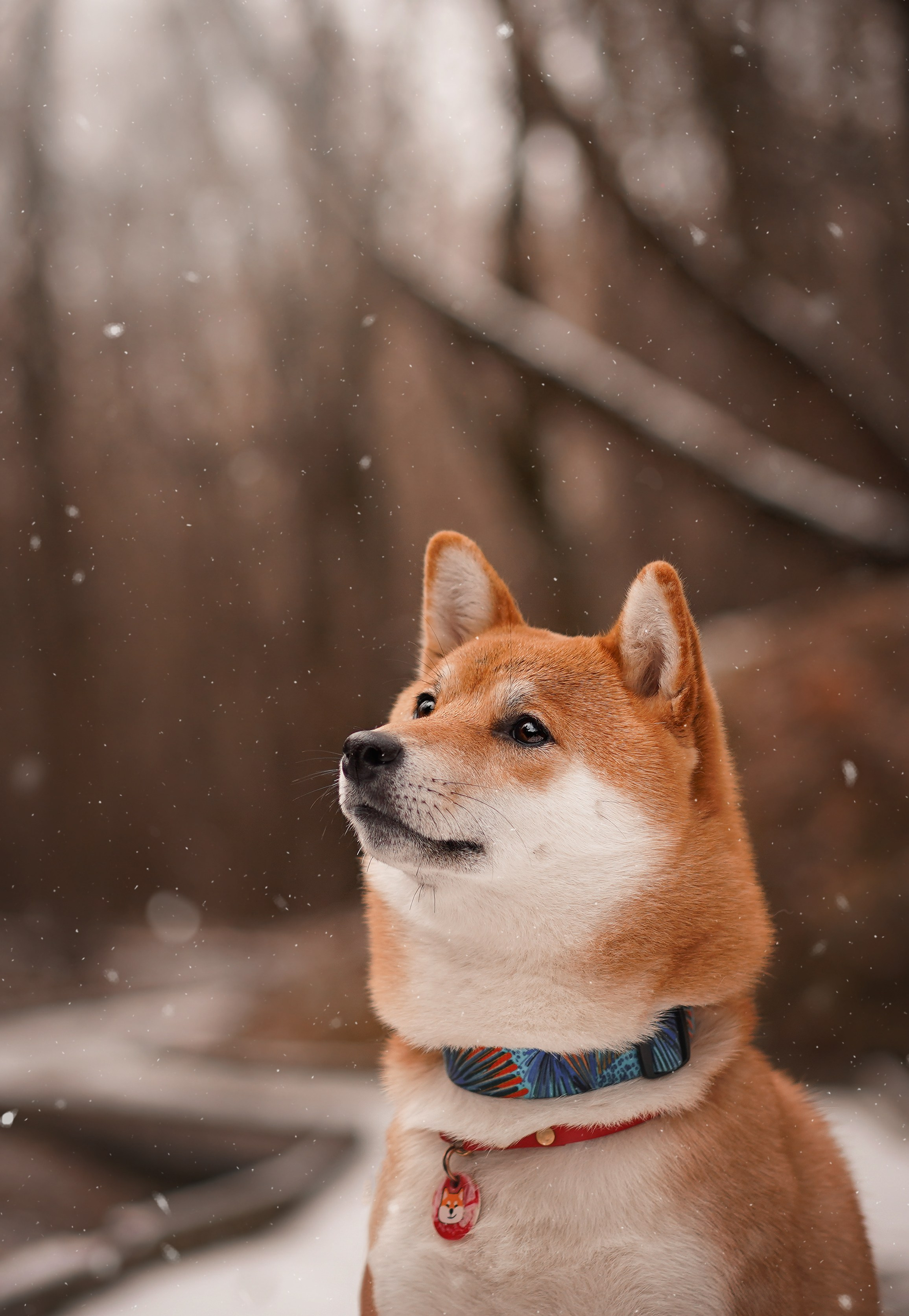 Алина и Юми. Фотограф-анималист в Санкт-Петербурге Яна Мартынова