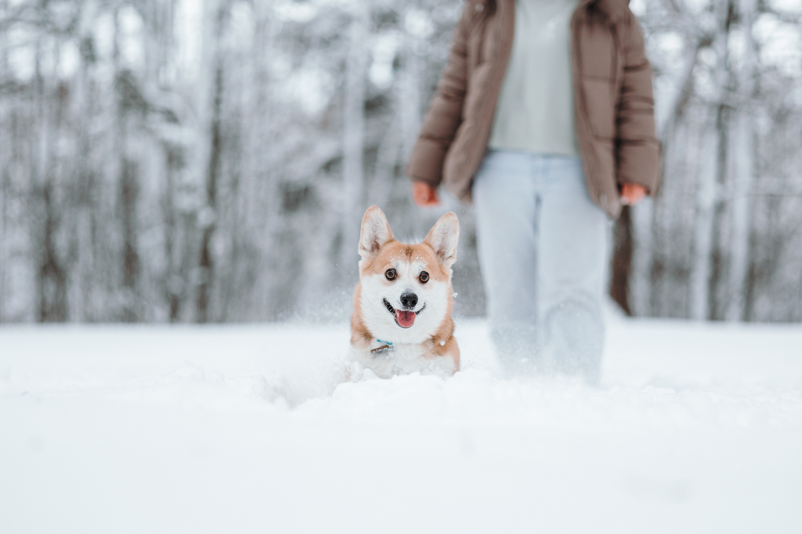 Оливка и ее семья. Фотограф — Анималист | Санкт-Петербург
