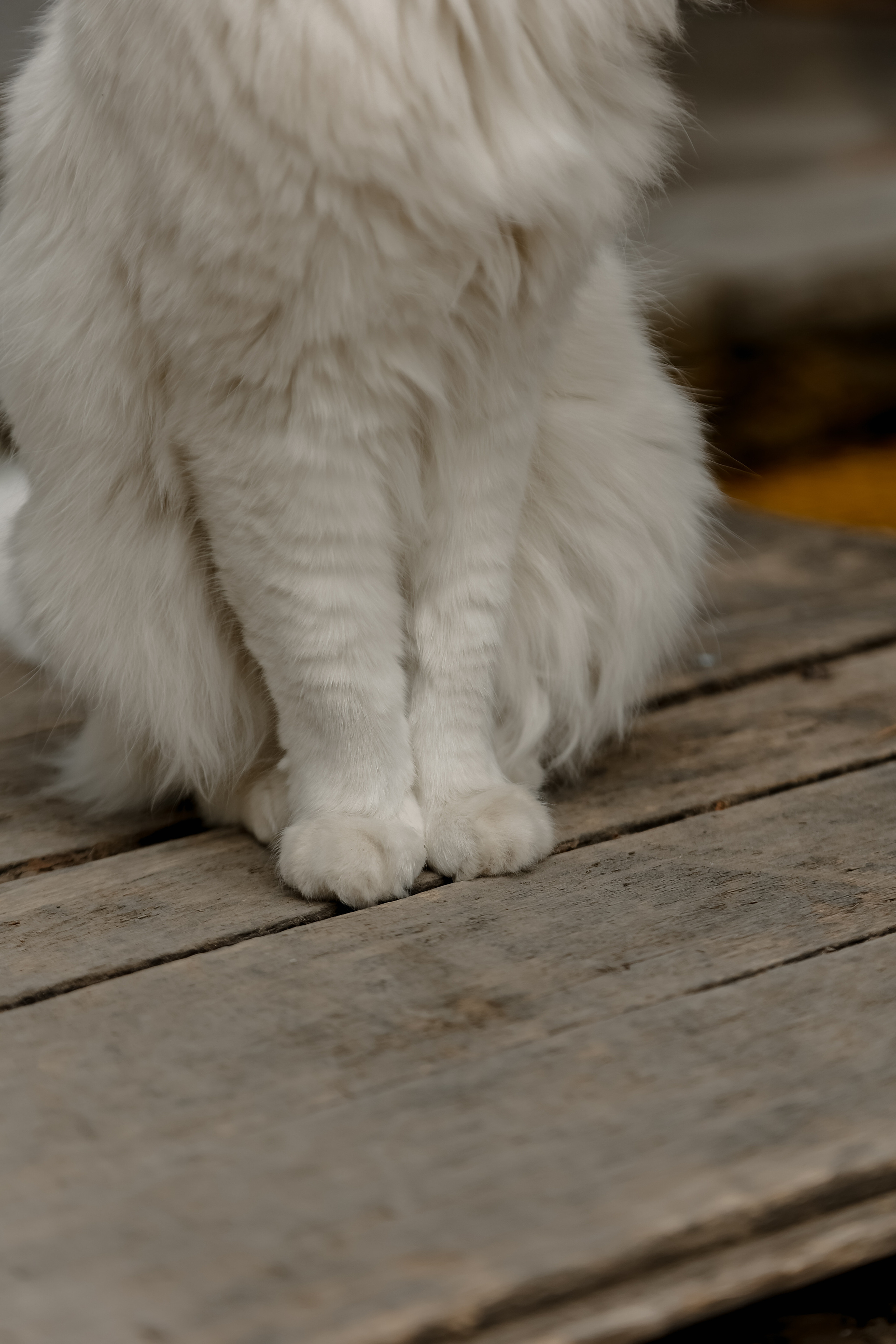 Timur & Rita. Свадебный фотограф Ольга Веремчук
