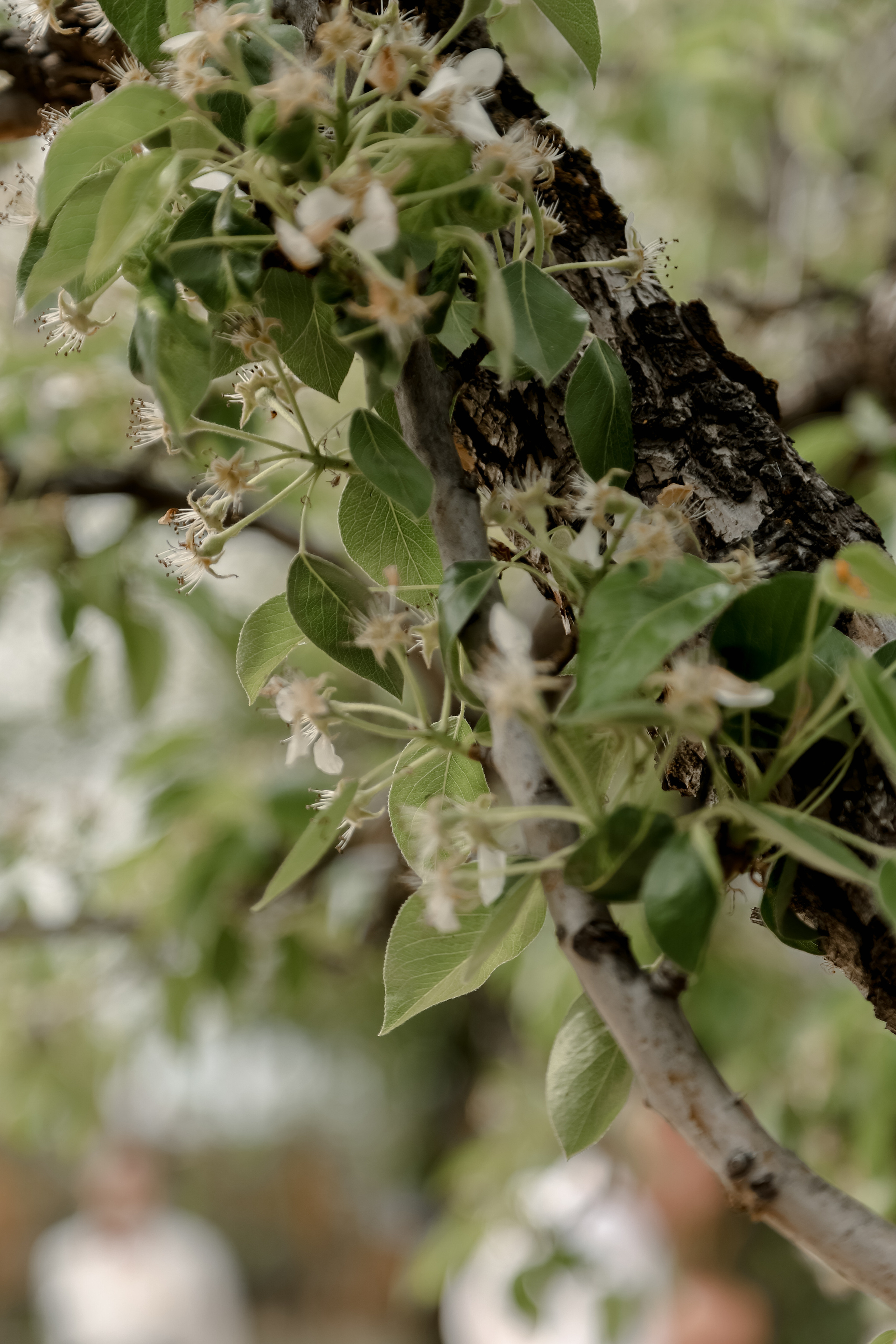Timur & Rita. Свадебный фотограф Ольга Веремчук