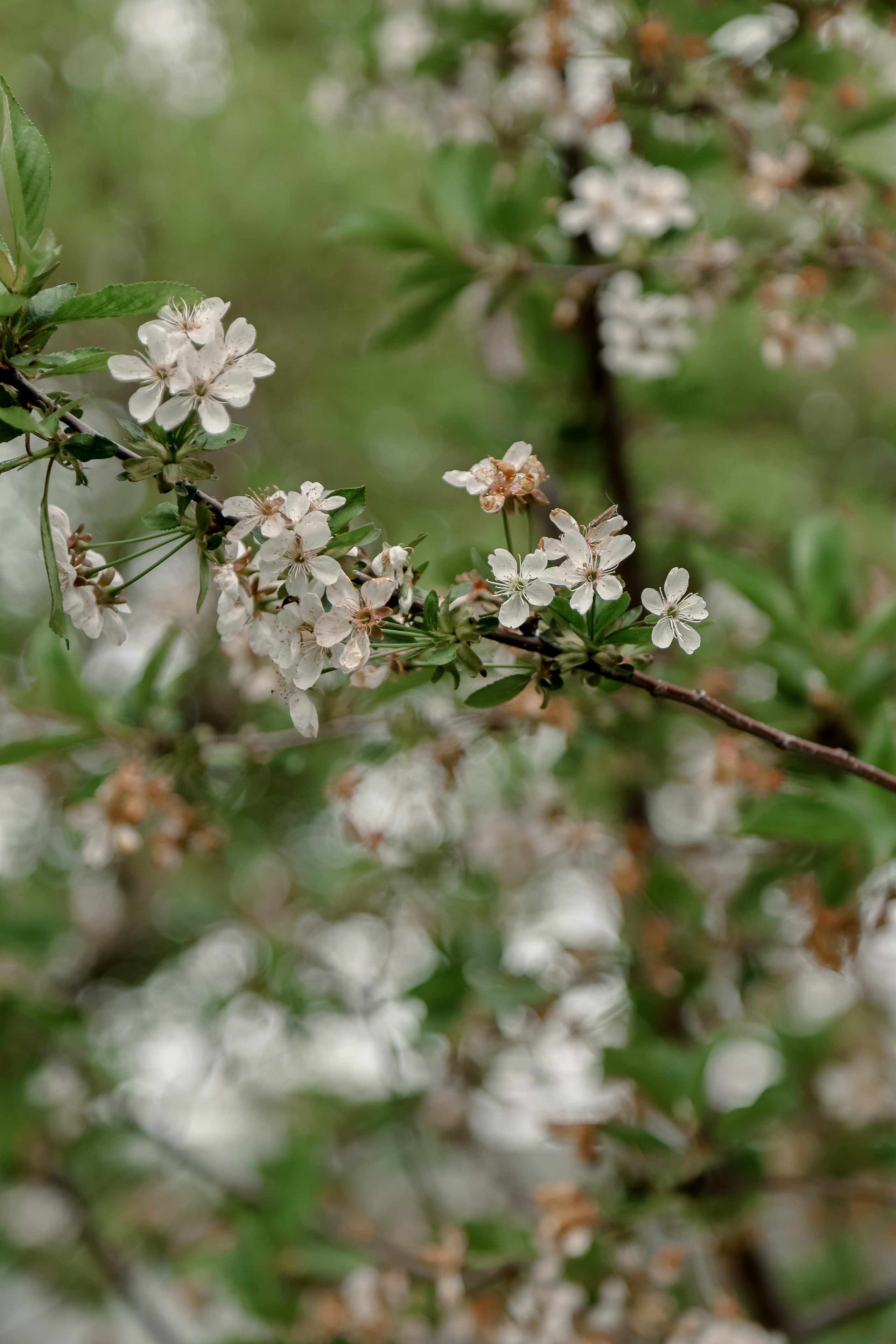 Timur & Rita. Свадебный фотограф Ольга Веремчук