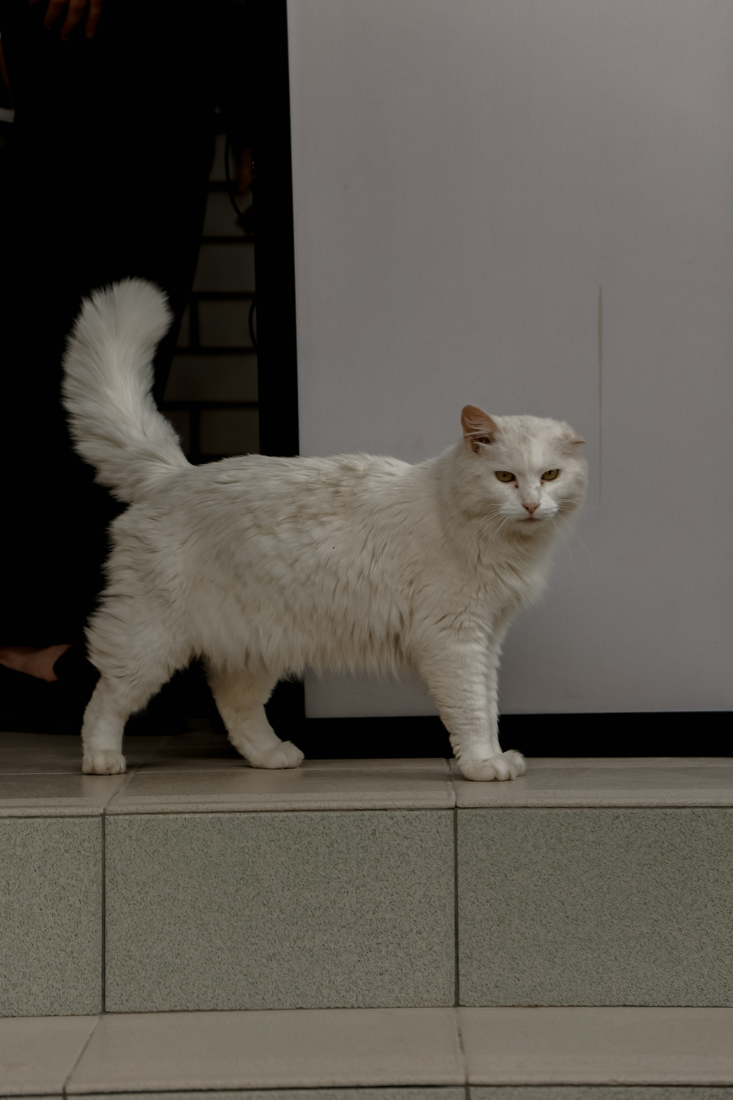 Timur & Rita. Свадебный фотограф Ольга Веремчук