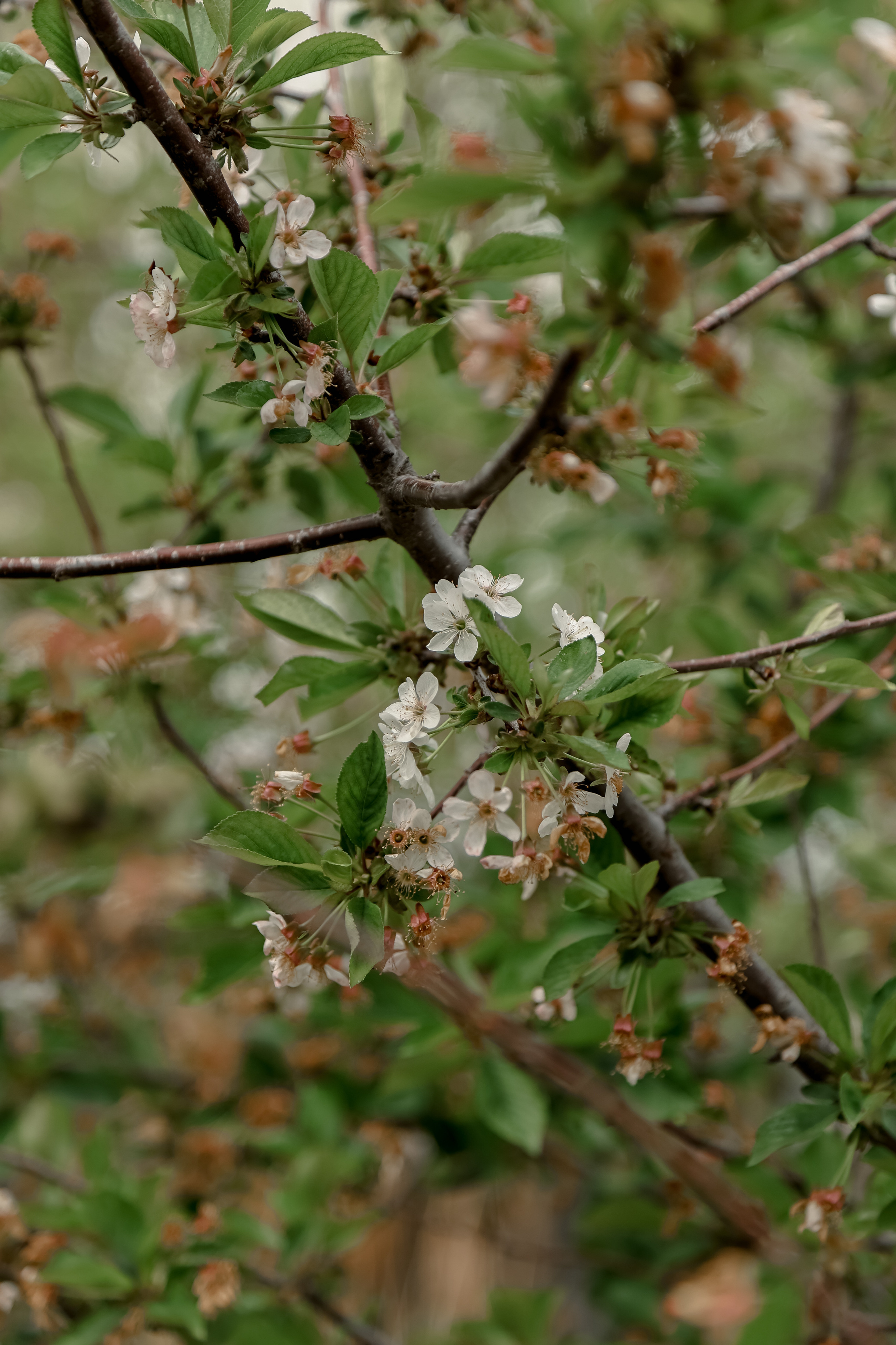 Timur & Rita. Свадебный фотограф Ольга Веремчук