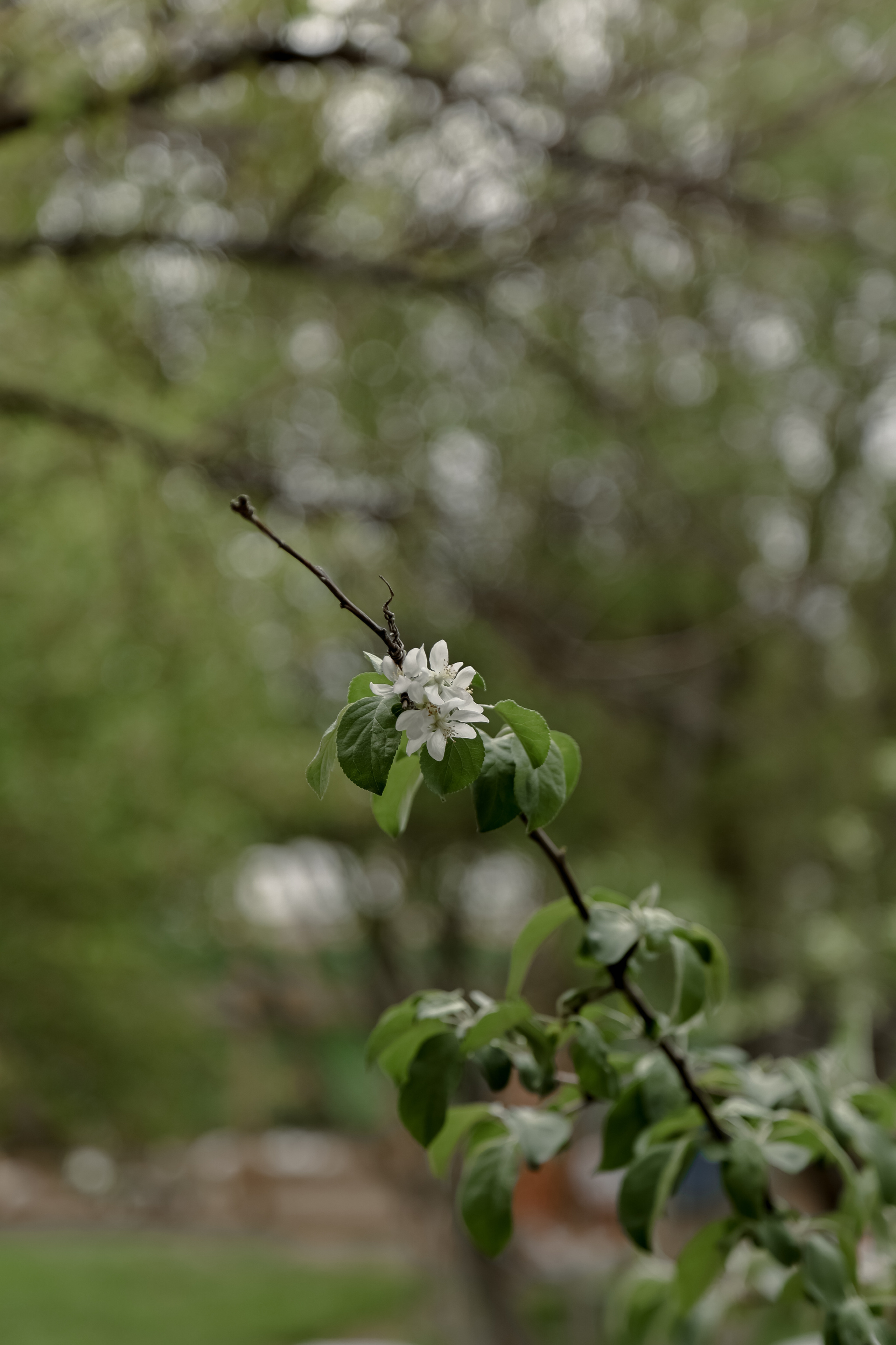 Timur & Rita. Свадебный фотограф Ольга Веремчук