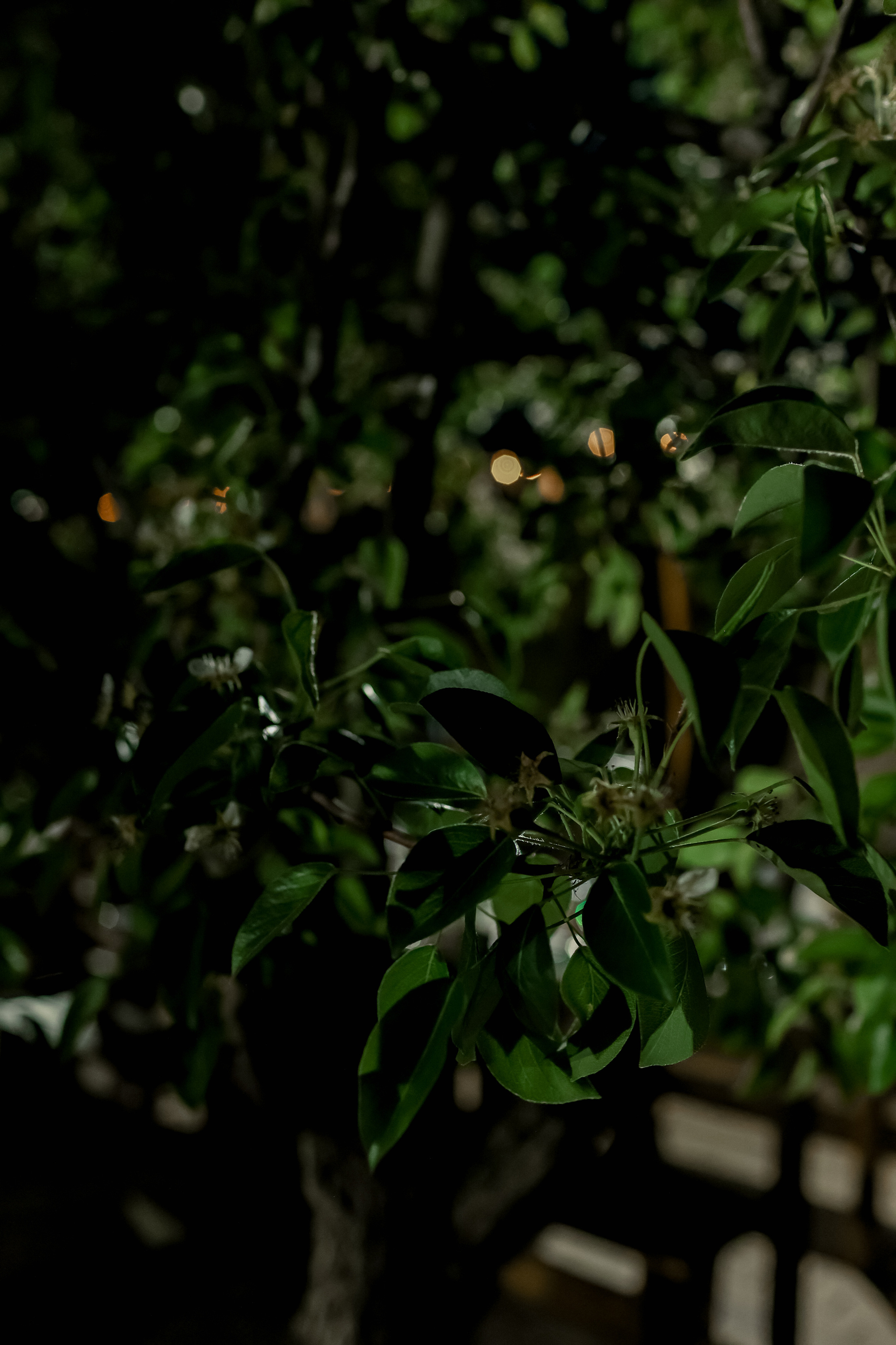 Timur & Rita. Свадебный фотограф Ольга Веремчук