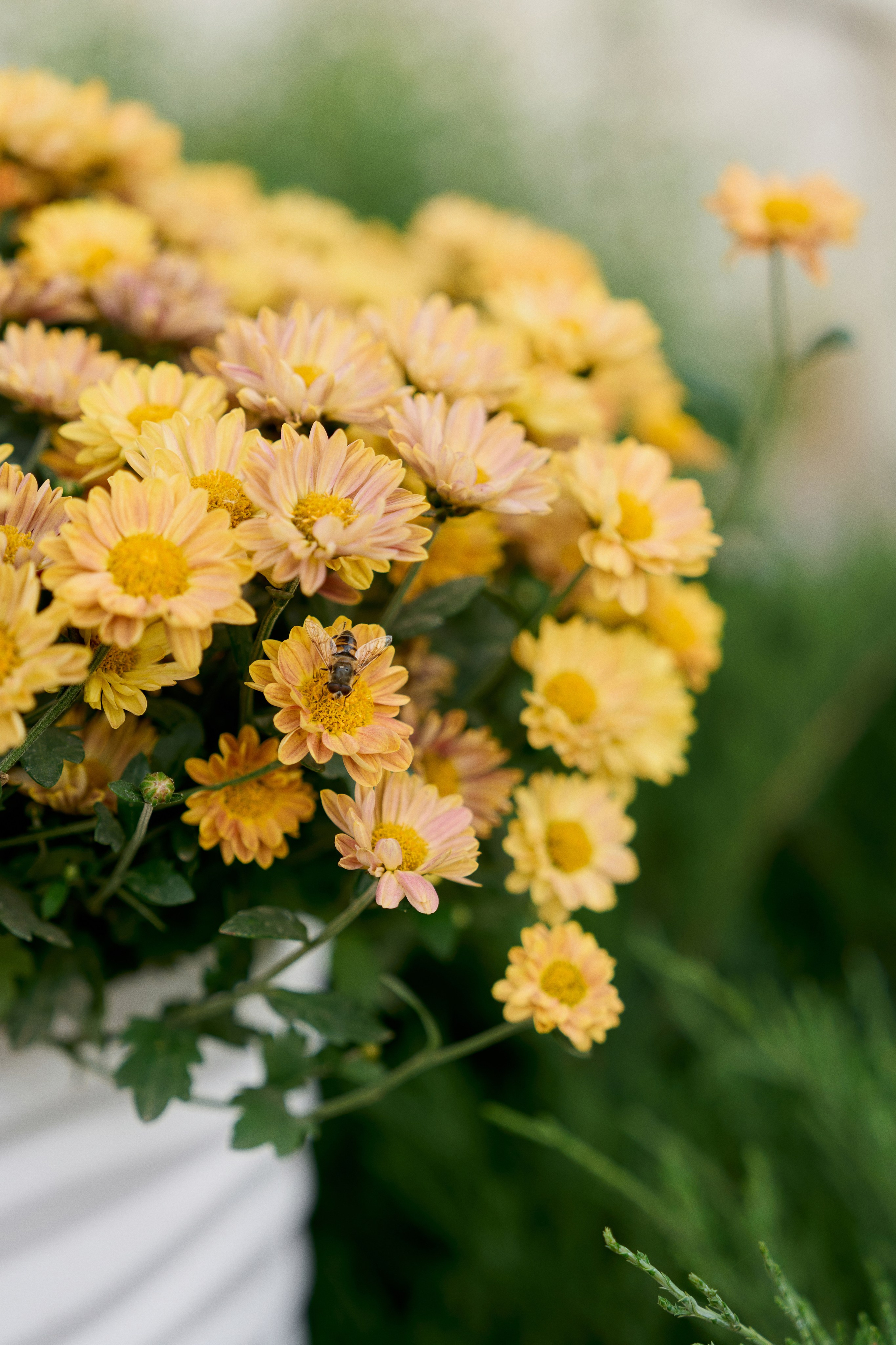 Сергей и Марина. Чумаков Алексей Фотограф|Видеограф свадебные, индивидуальные, семейные, репортаж