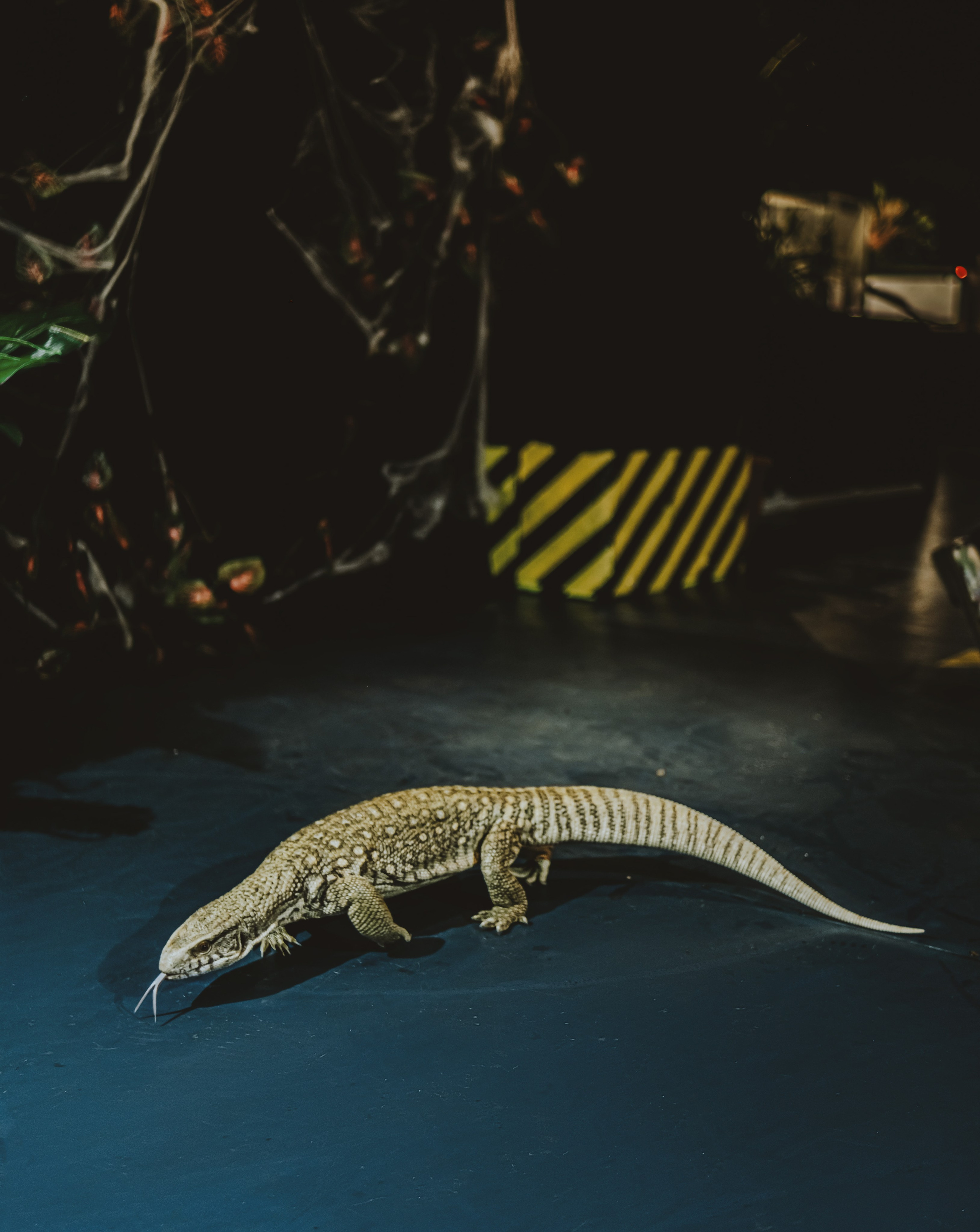 Дом Драконов. Nattie.ph