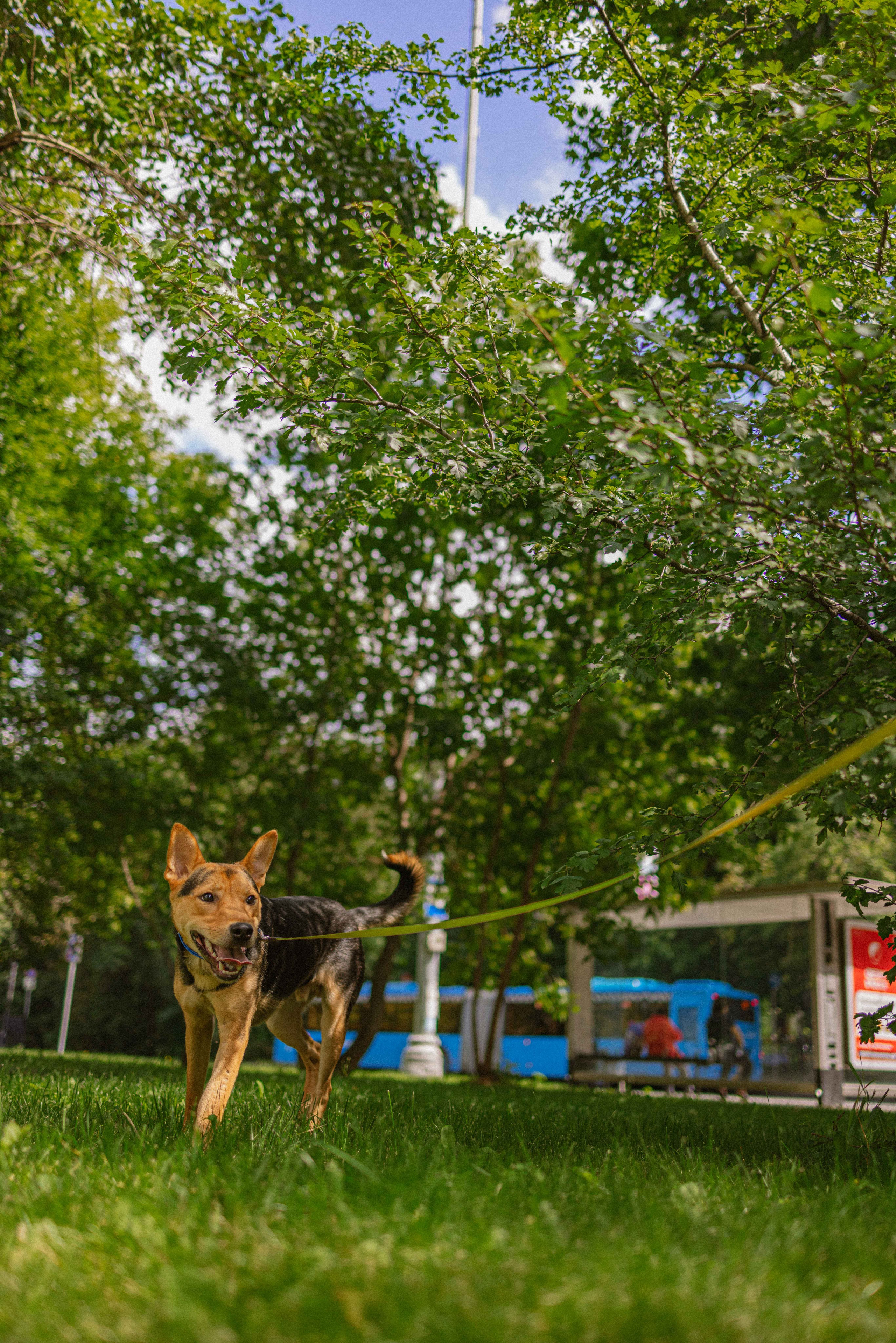 Джеки. Фотограф-анималист в Москве Лера Черноног