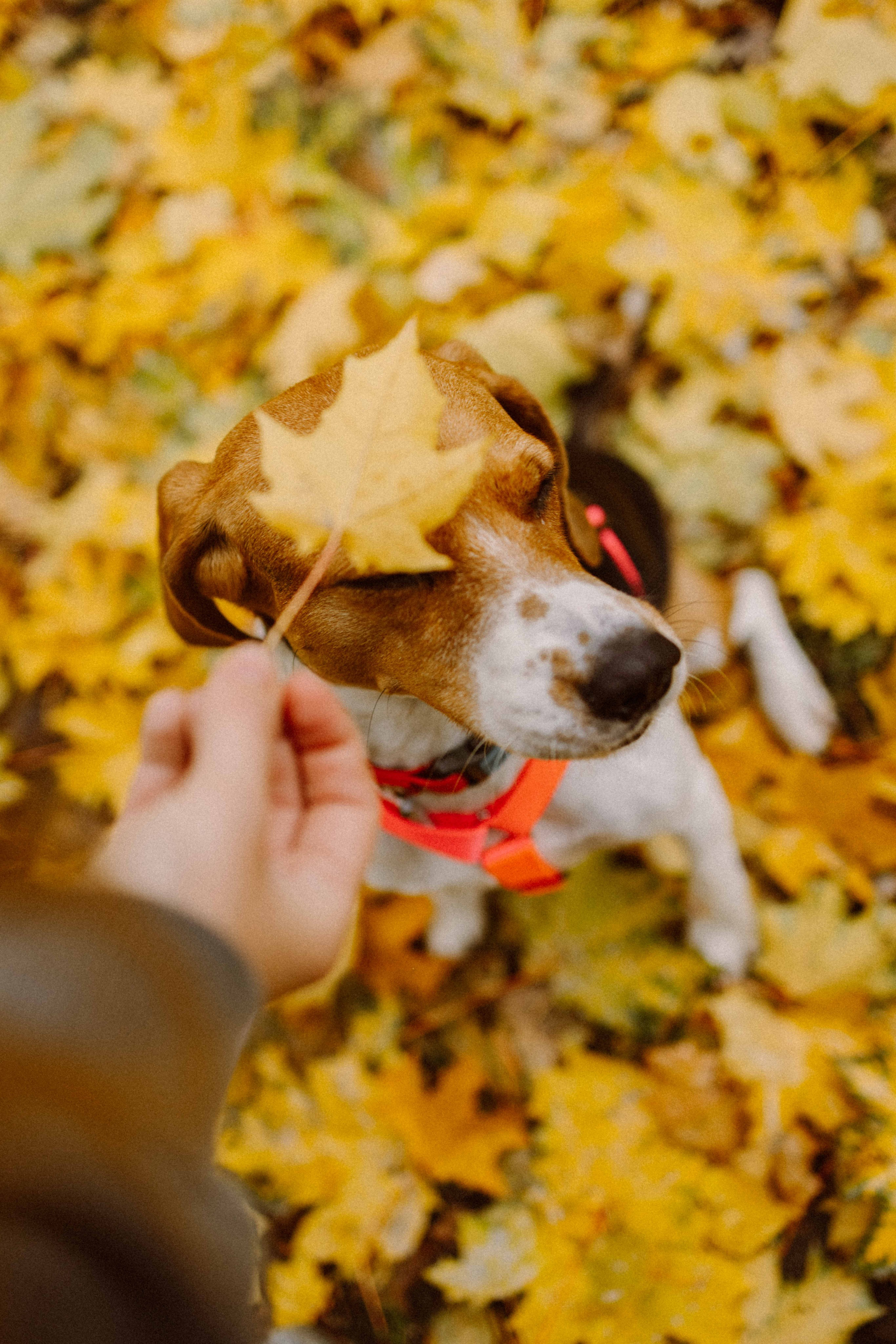 Света и Ива. Фотограф-анималист в Москве Лера Черноног