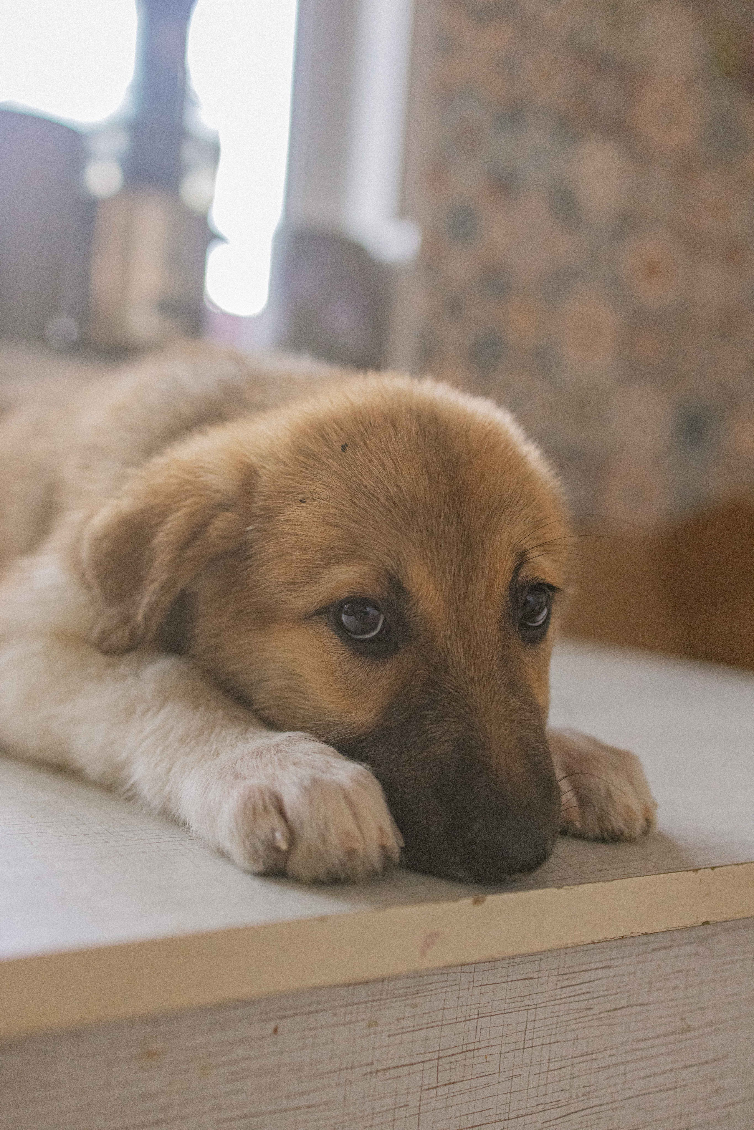 Щеночки на кухне. Фотограф-анималист в Москве Лера Черноног