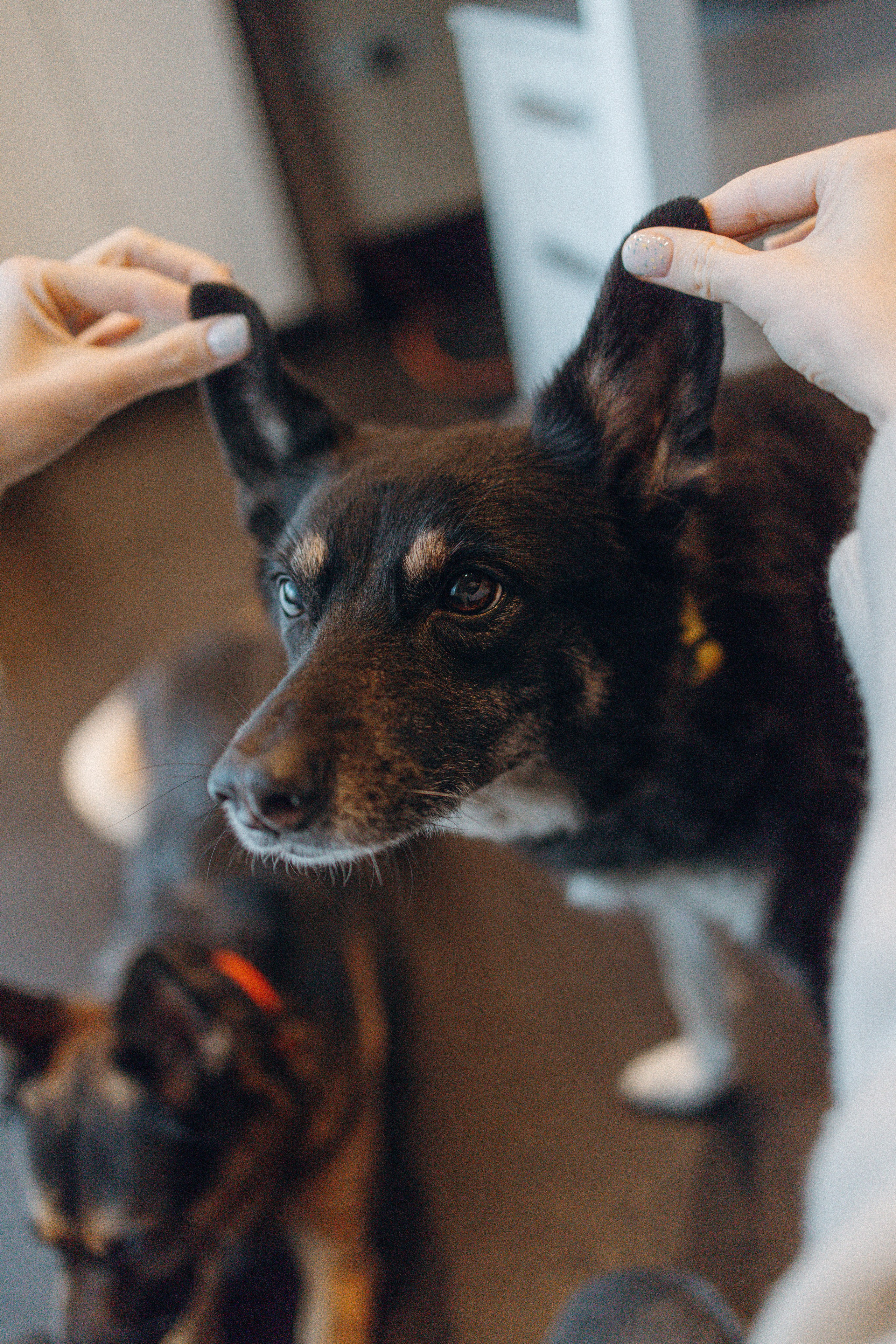 Ника, Матиша и Герда. Фотограф-анималист в Москве Лера Черноног