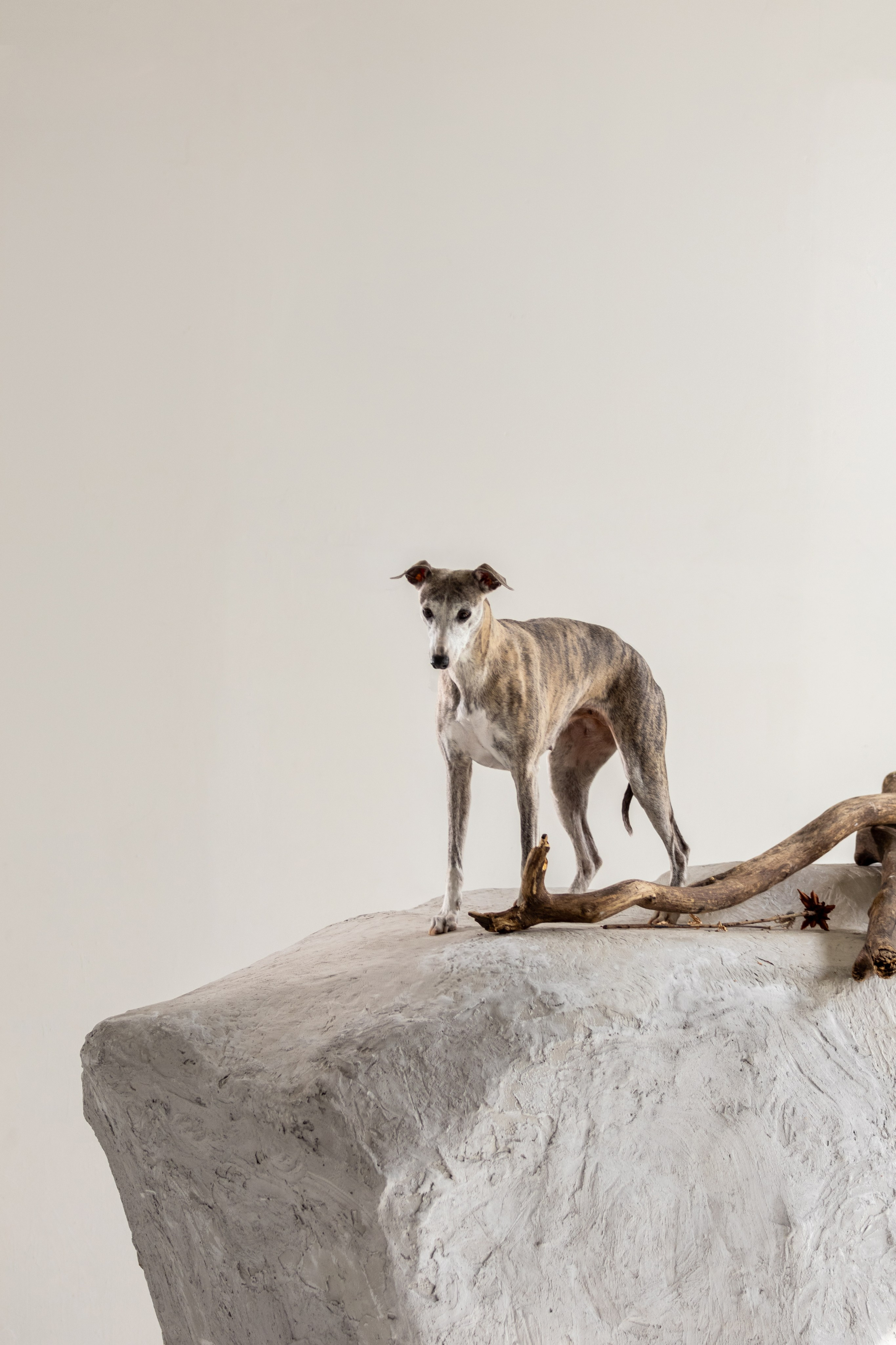 Студийная съемка. Фотограф — анималист в Москве и области Ольга Петракова