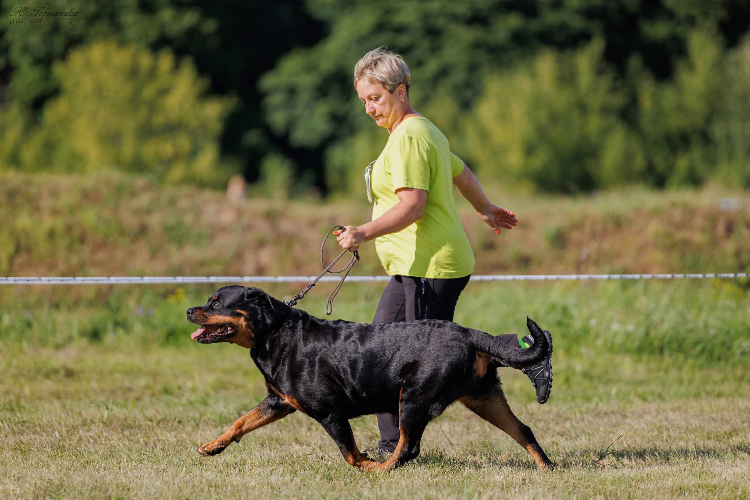 Рязань 2хмоно ротвейлеры 16-17.08.2025. Фотограф-анималист Юлия Германика