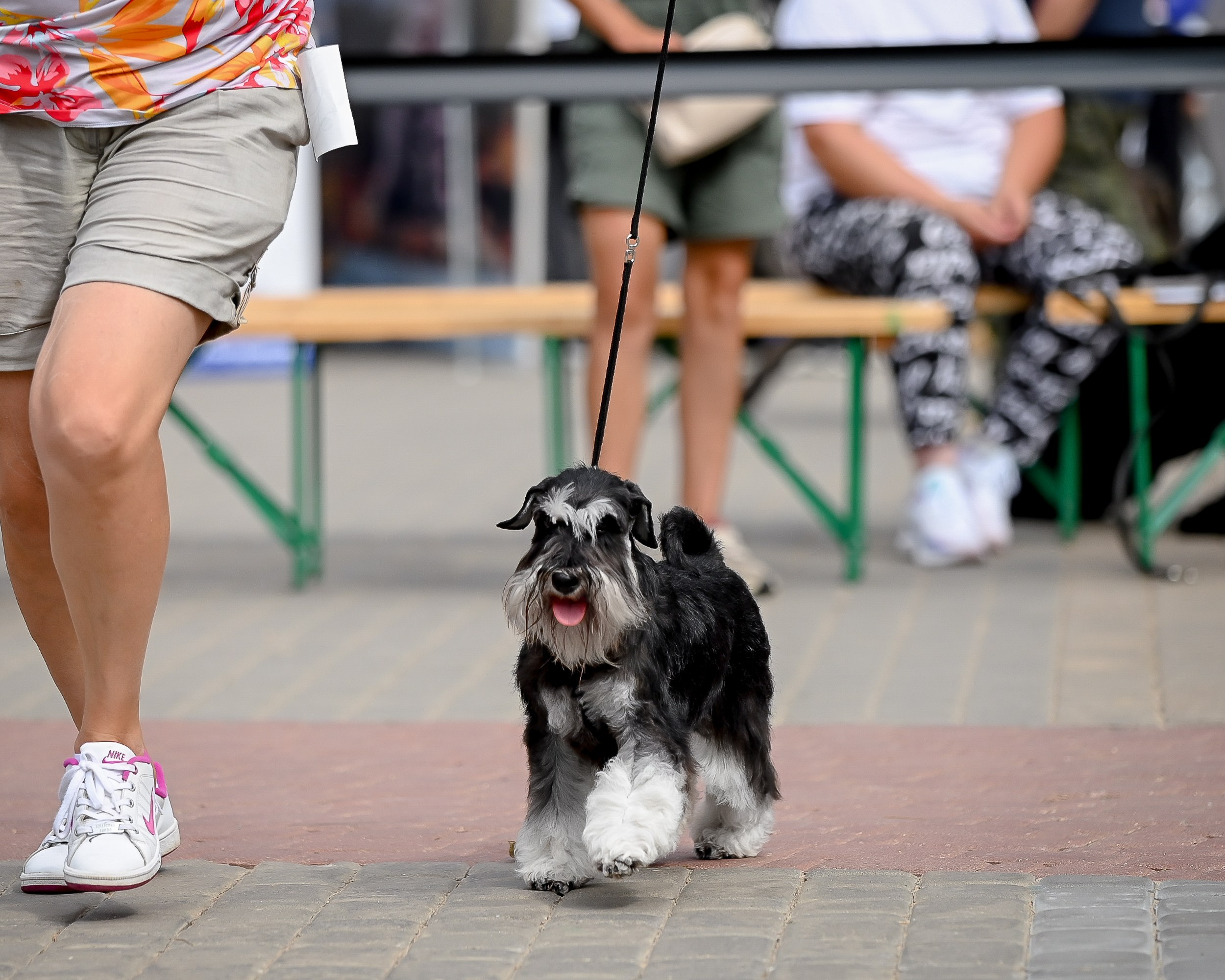 Тахо/ Delinso Balance Onyrico Tahoe. Питомник цвергшнауцеров в Беларуси «Делинсо Бэлэнс»