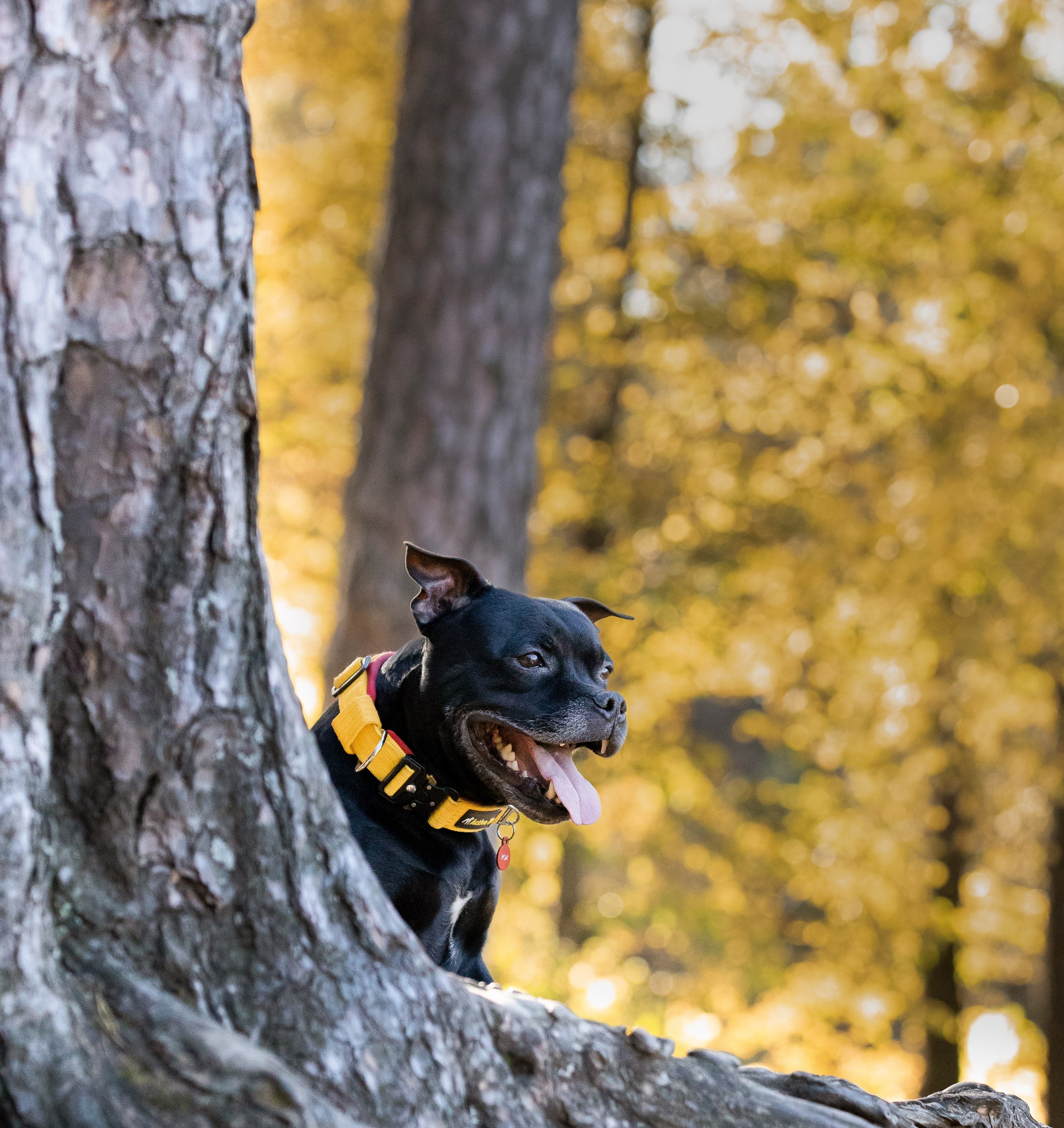 Владимир, Мария и Кох. Фотограф-анималист Смирнова Клеопатра|Москва