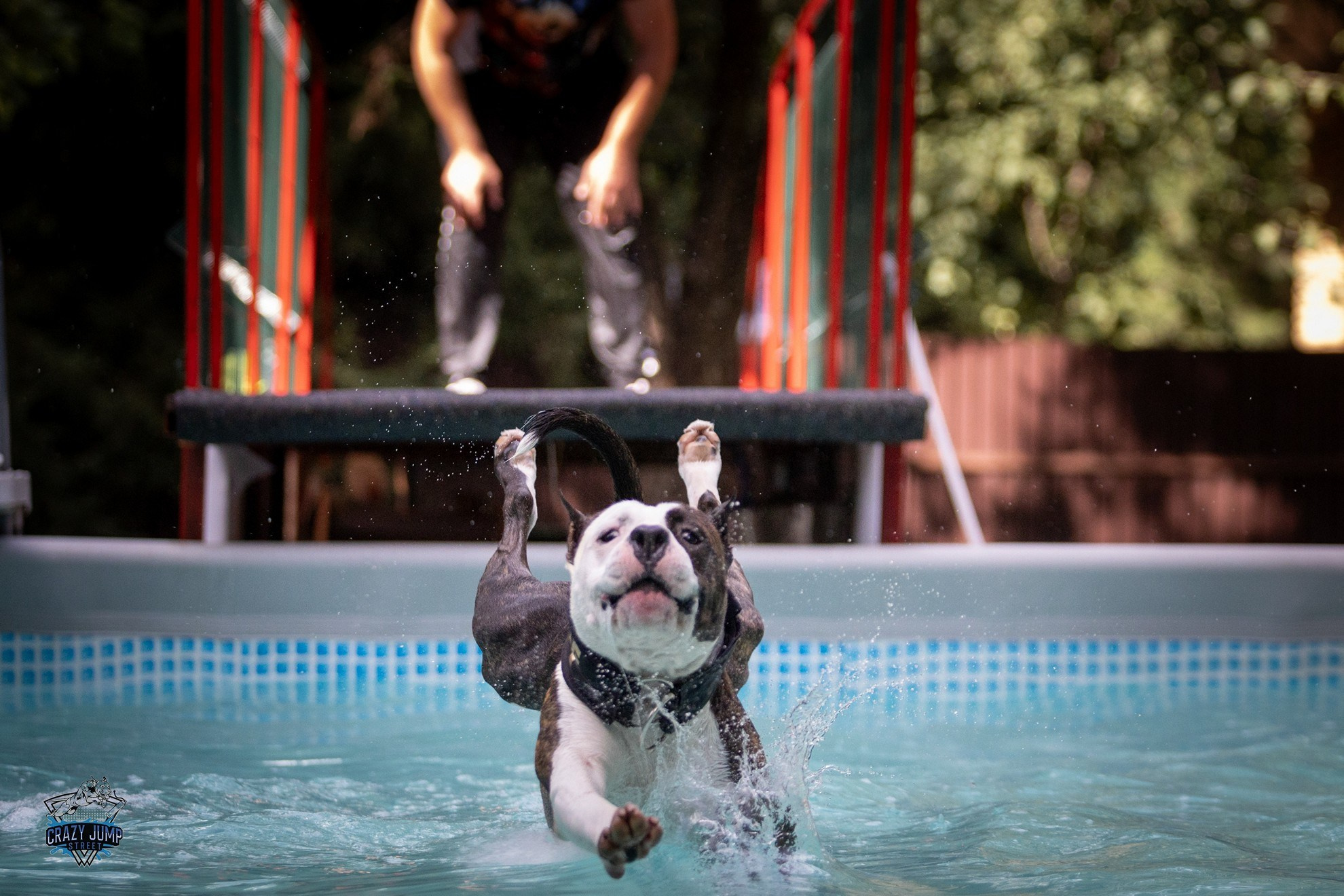 Собаки, спорт, Док дайвинг. Свадебный и репортажный фотограф в Москве и Московской области