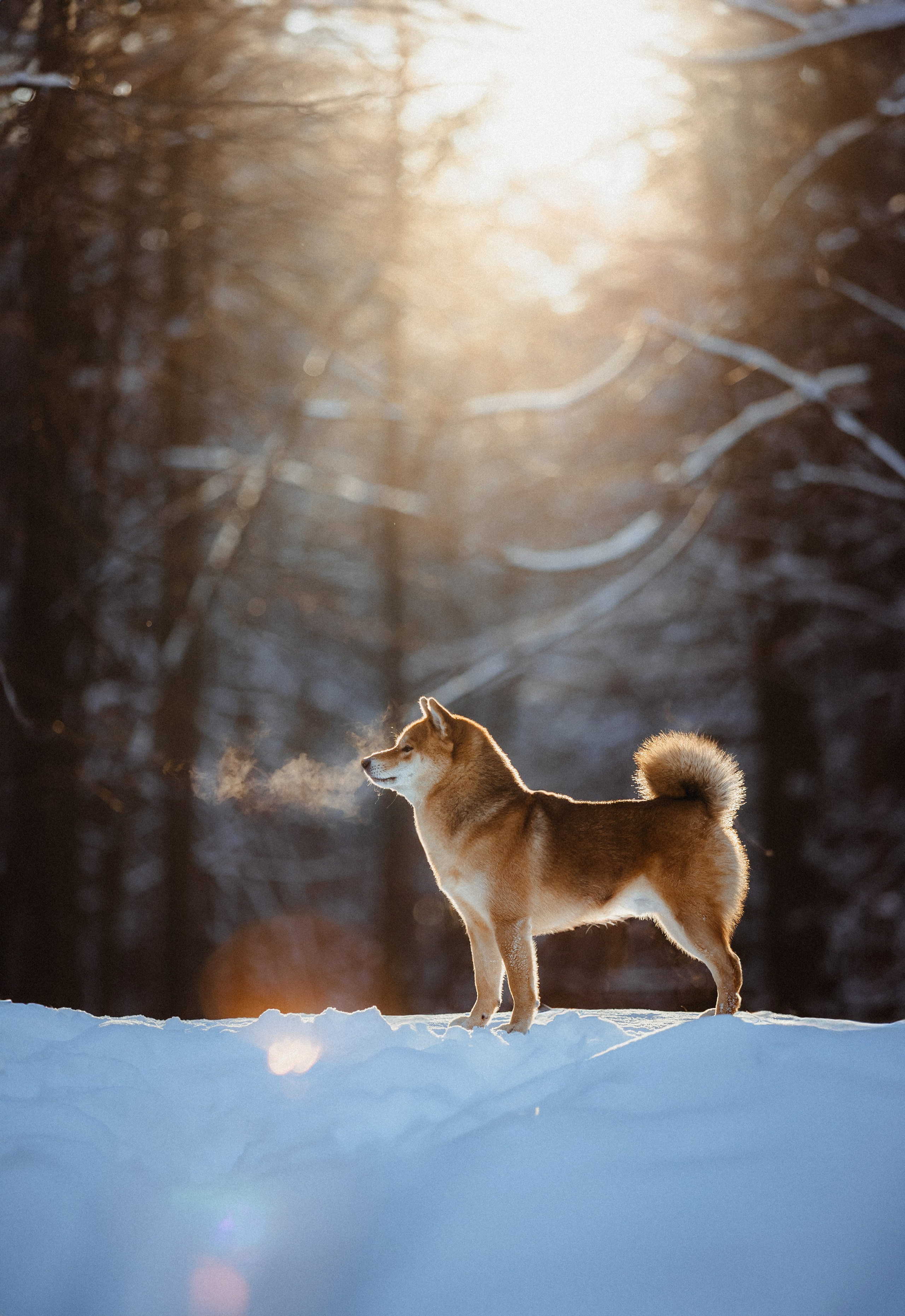 Шед, Цири и Ира