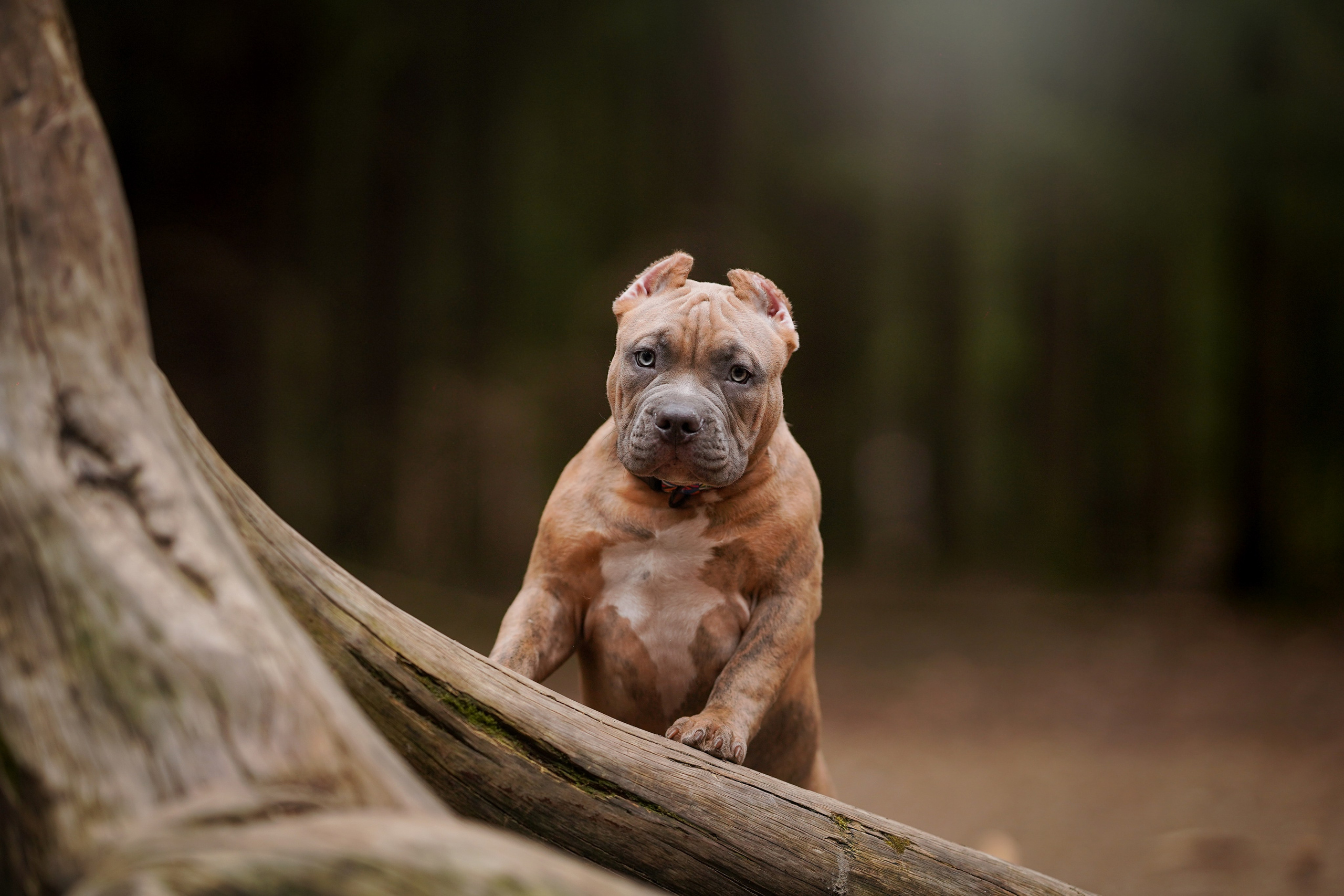 Щенки булли. Фотограф-анималист в Санкт-Петербурге Яна Мартынова