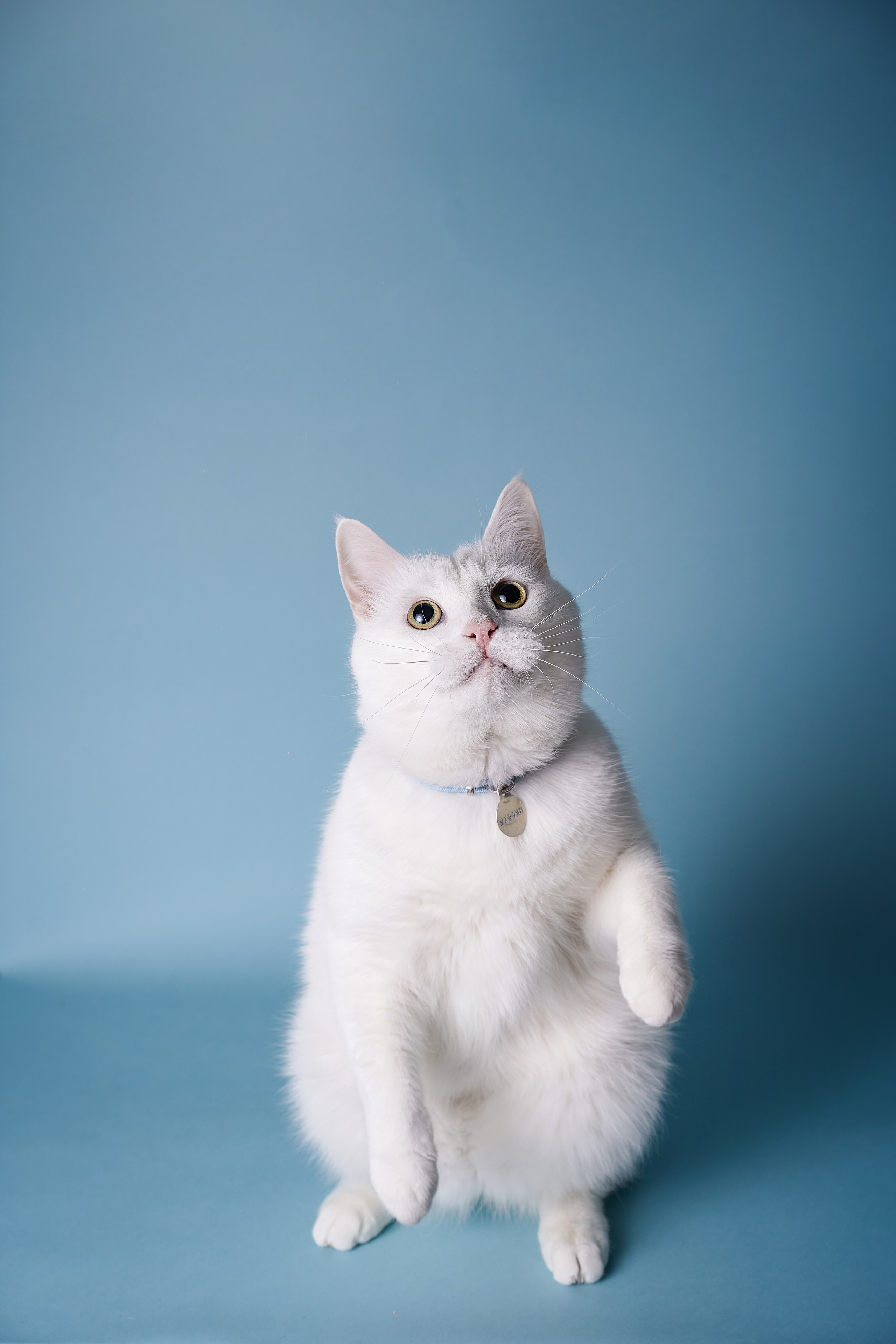 Маффин и Сэм. Фотограф-анималист в Санкт-Петербурге Яна Мартынова