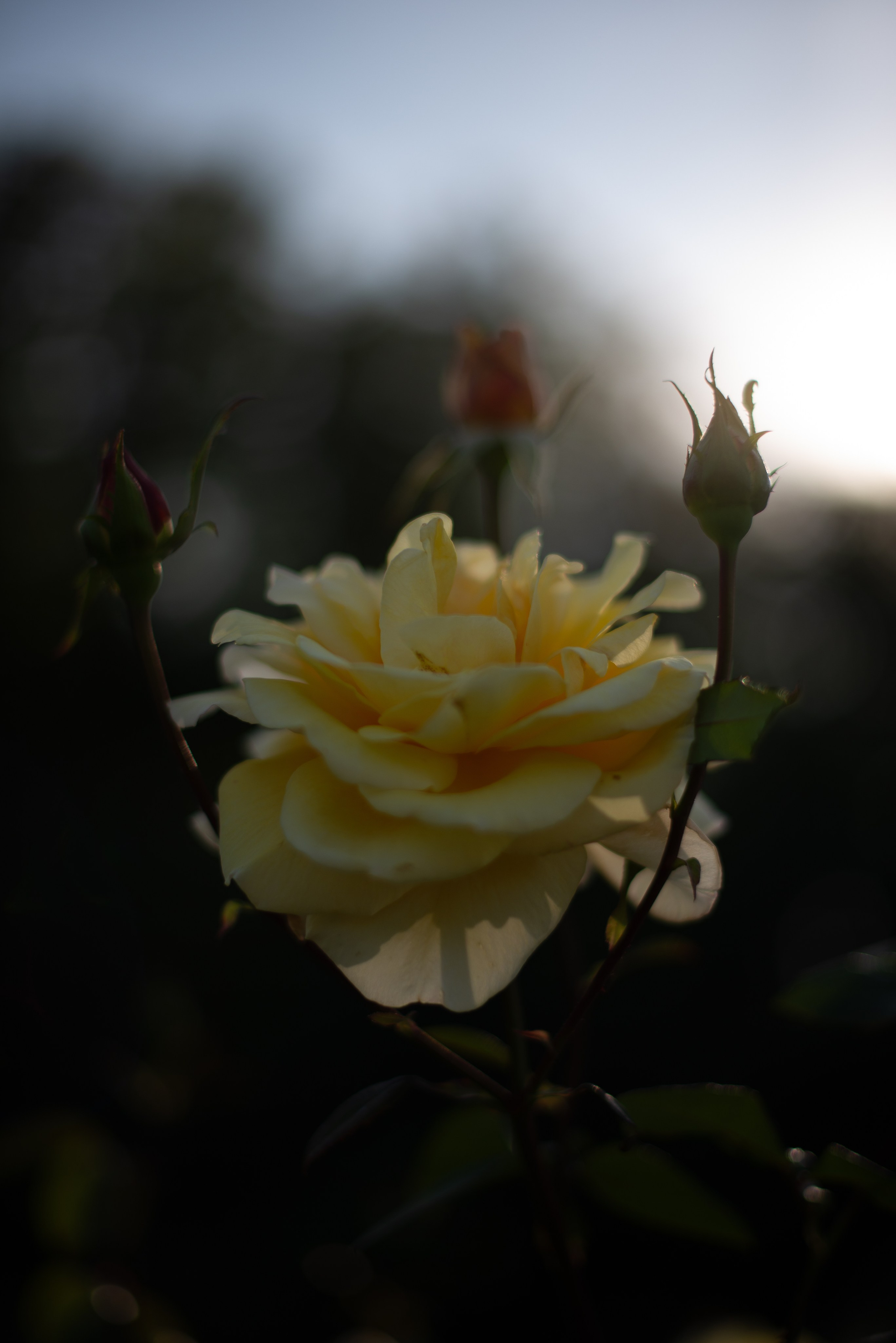 Цветы сада МГУ. Victoria Radjevna Репортажный Фотограф — Видеограф Москва • Санкт-Петербург