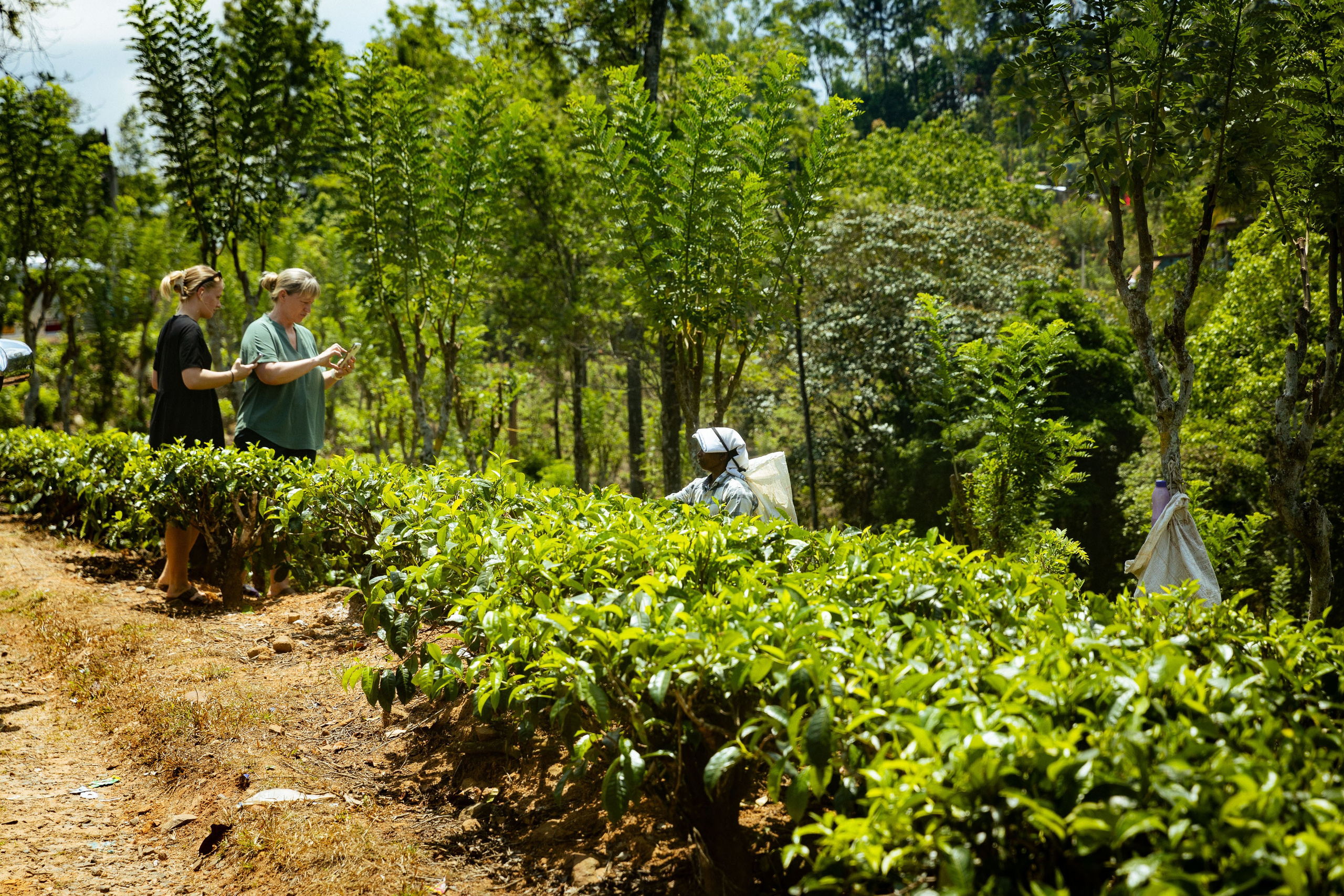Шри-Ланка (весна 2024). Фотограф Виноградов Константин
