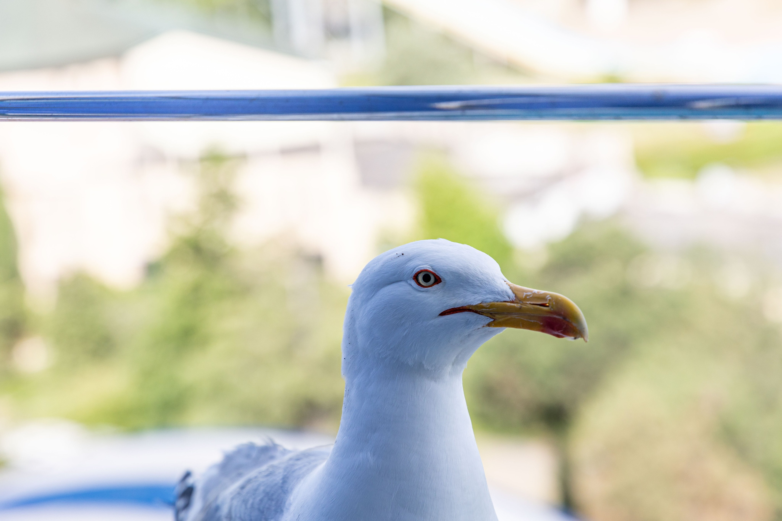 Фотограф Татьяна Марсуверских г. Жуковский, Москва и Мо. Репортажные съёмки, фотосессии,  фотограф анималист, фотосъёмка животных. Фотограф для маркетплейсов, фотоуслуги в Жуковском Татьяна Марсуверских