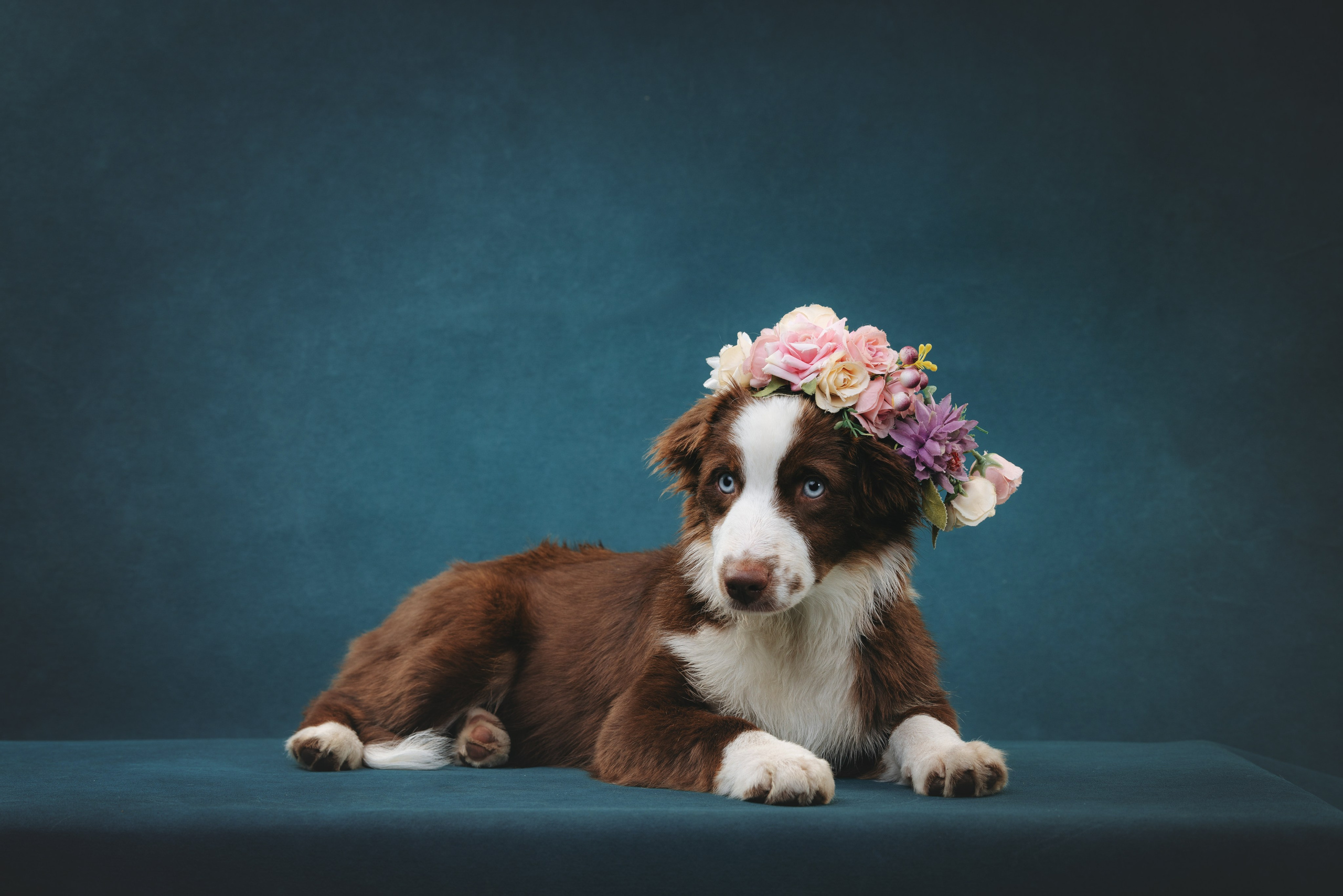 Миниаусси Дайс. Фотограф анималист Осипчикова Мария