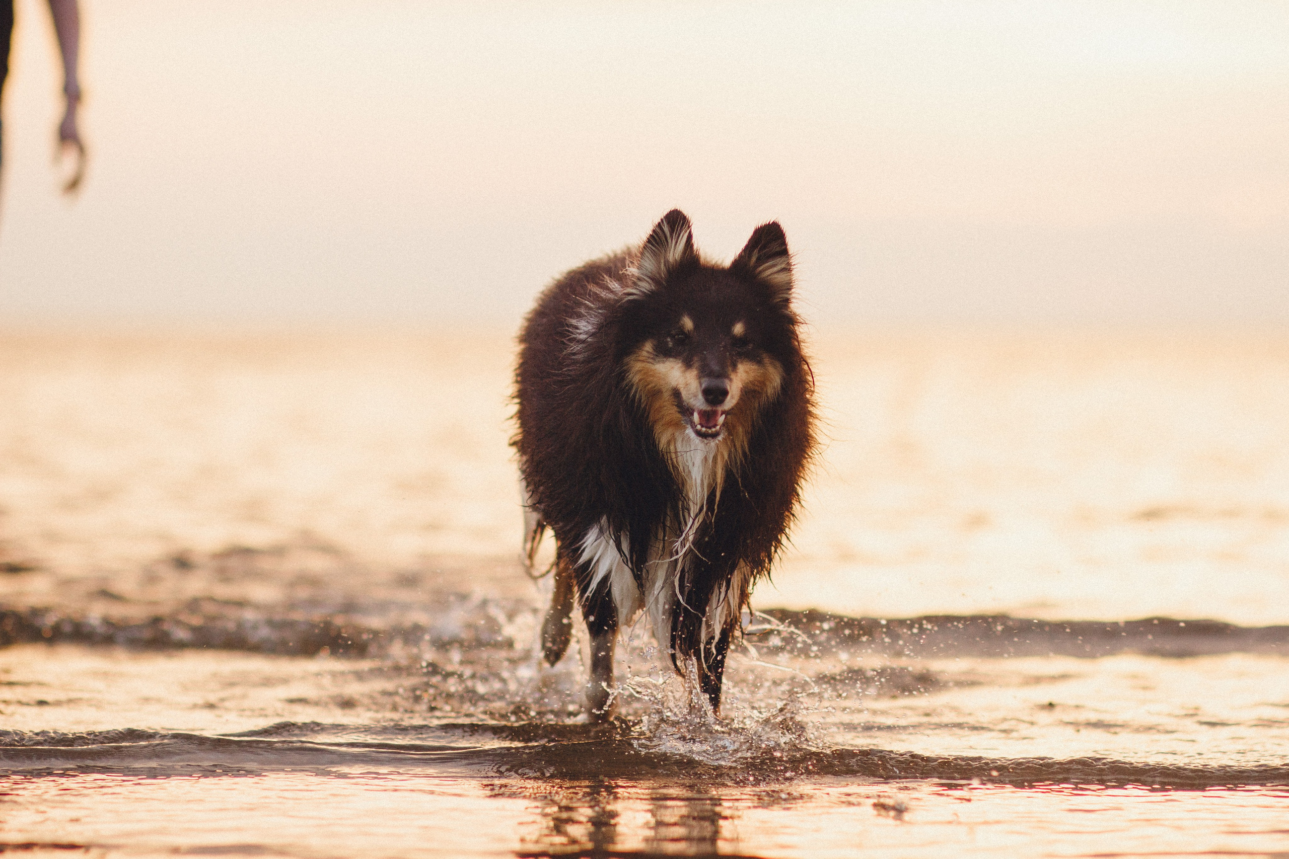 Ваши фотографии. Фотограф анималист Осипчикова Мария