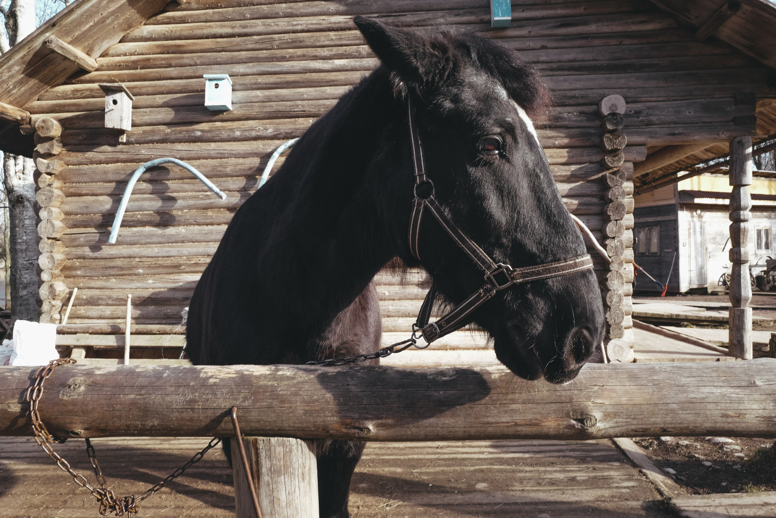Vitoslavici/Novgorod. <3