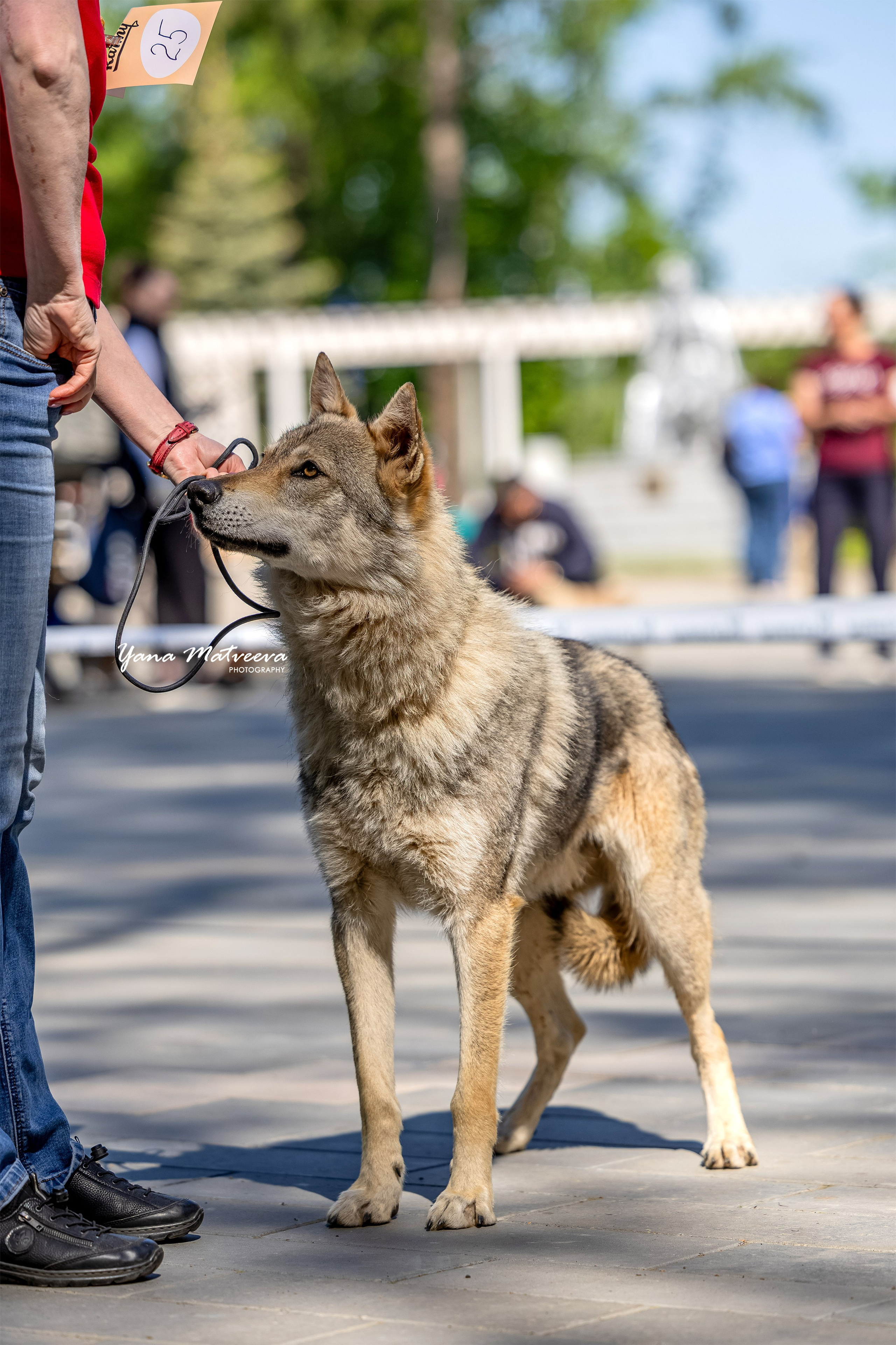 Собаки. Фотограф Яна Матвеева в Ижевске