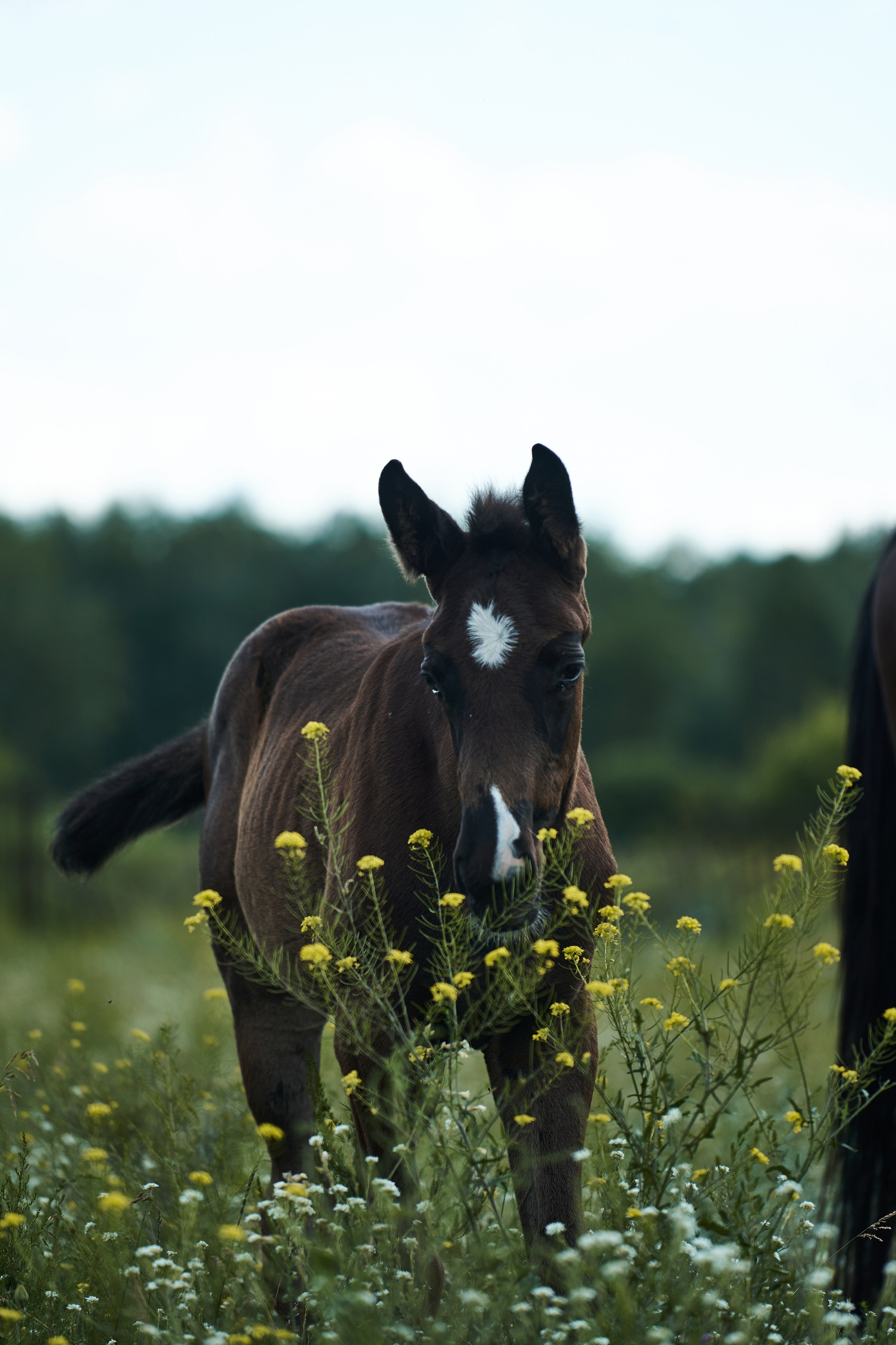 Жеребята КСОЦ «Свобода». Фотосессии с лошадьми в Москве, Новосибирске